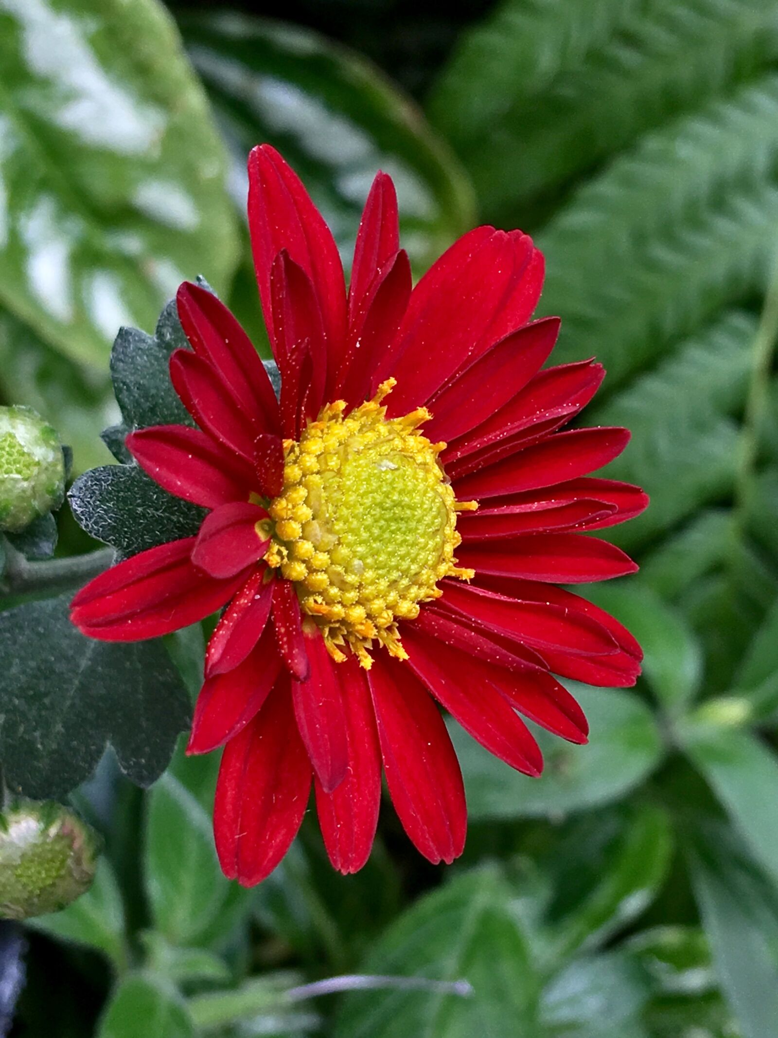 iPhone 6s Plus back camera 4.15mm f/2.2 sample photo. Red flower, stamens, petals photography