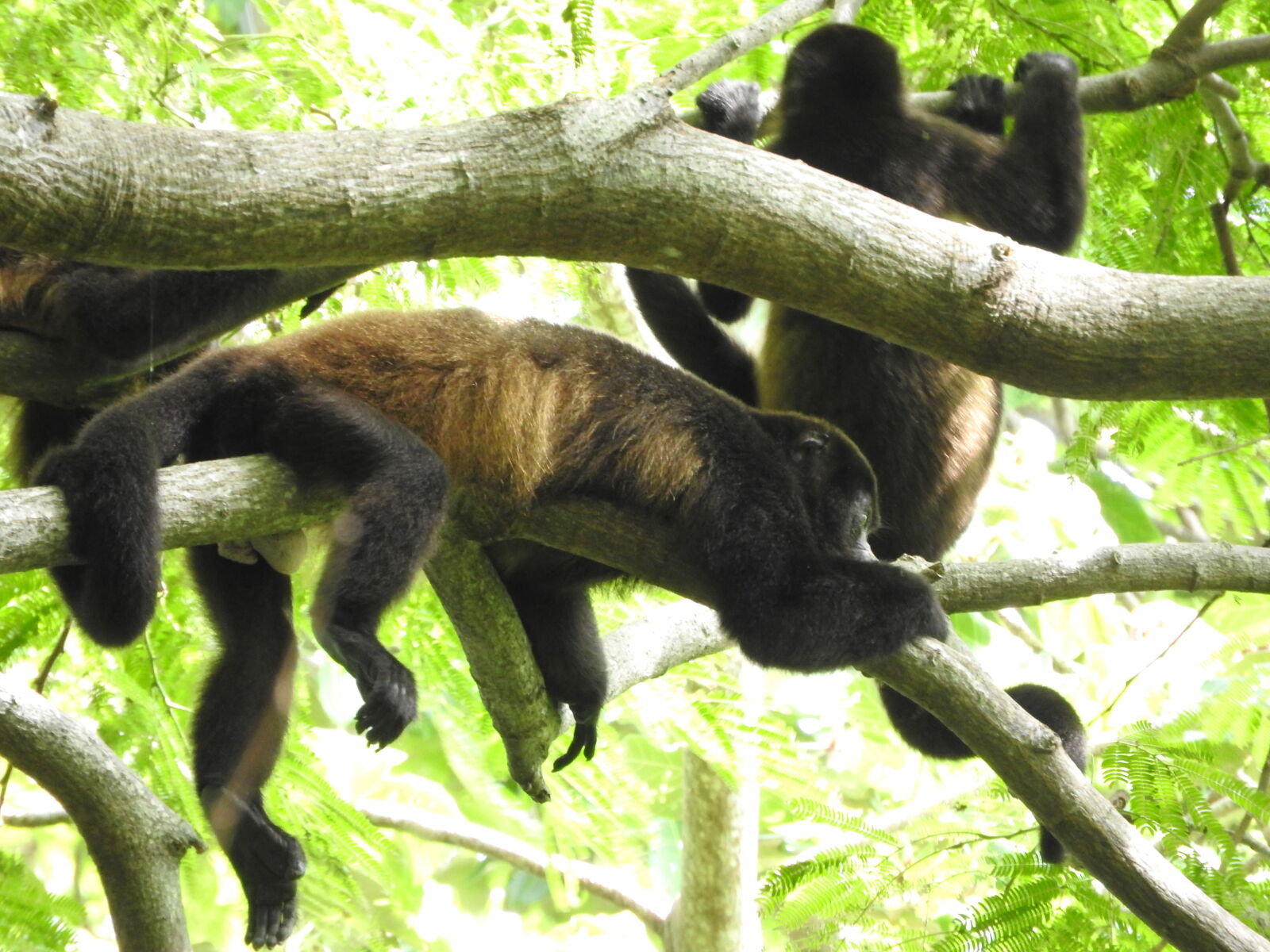 Nikon Coolpix P610 sample photo. Isla, d, ometepe, monkey photography