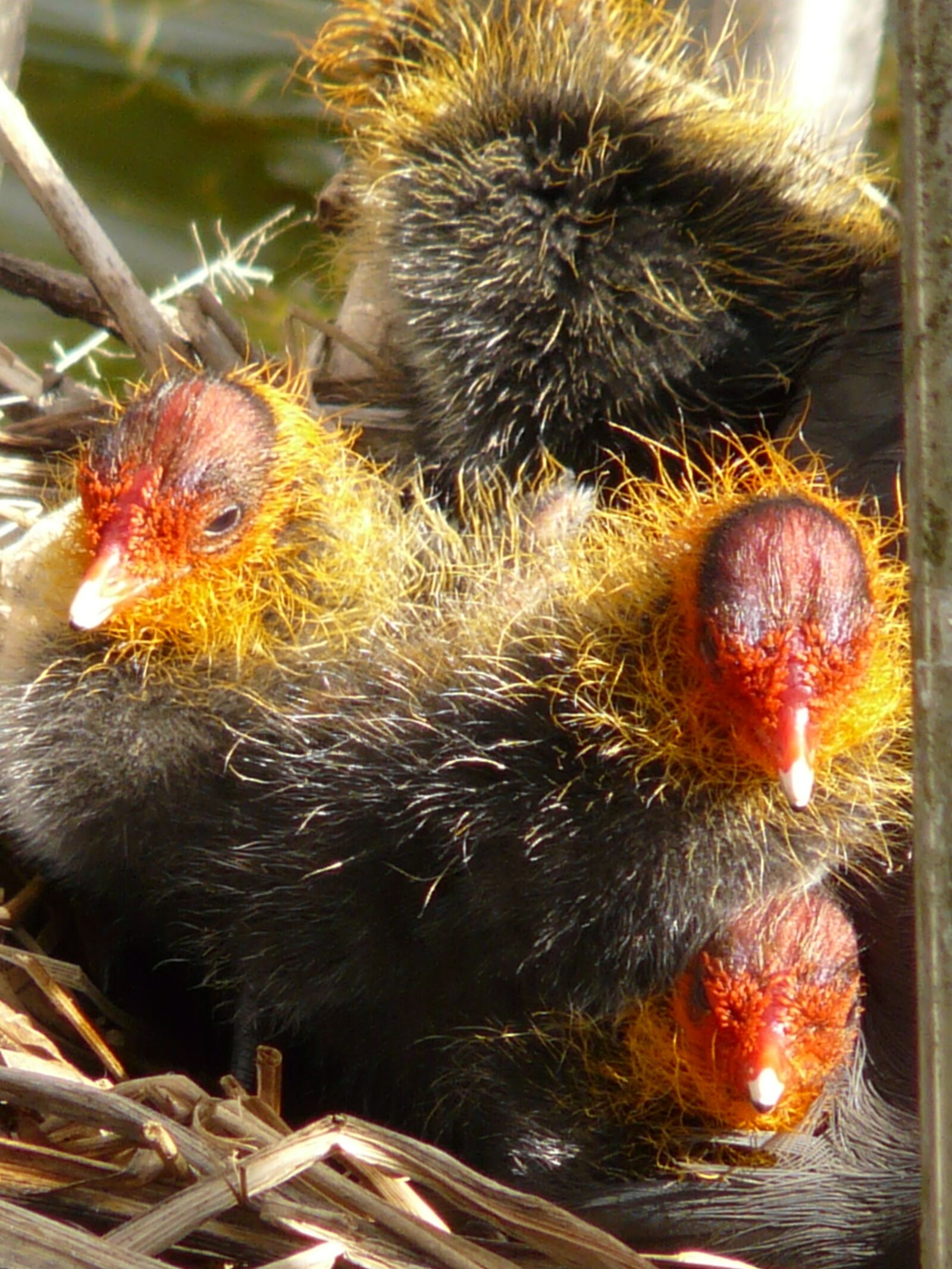 Panasonic DMC-FZ18 sample photo. Coots, chicks, animal photography