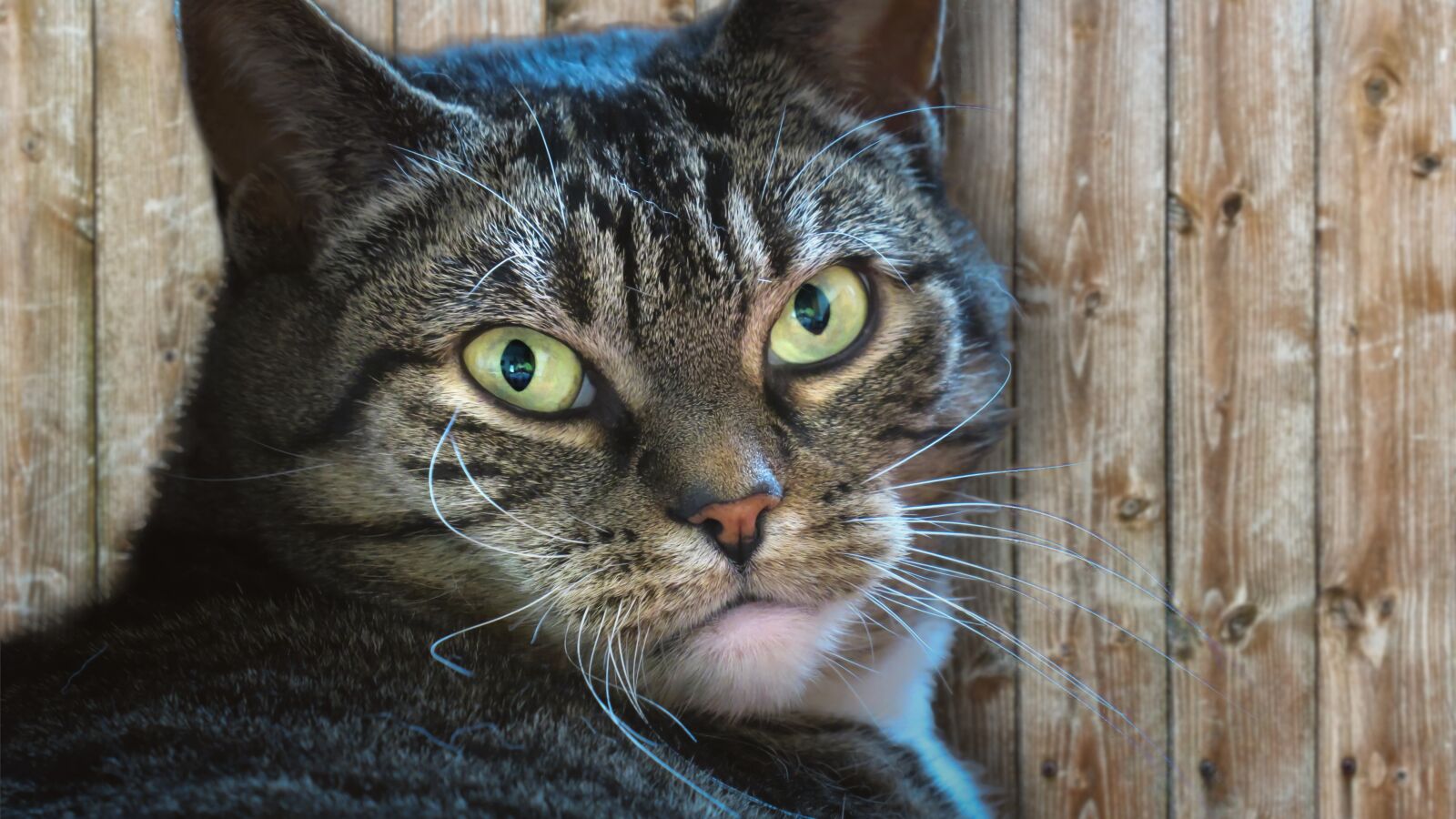 Canon PowerShot G3 X sample photo. Cat, cat's eyes, contact photography