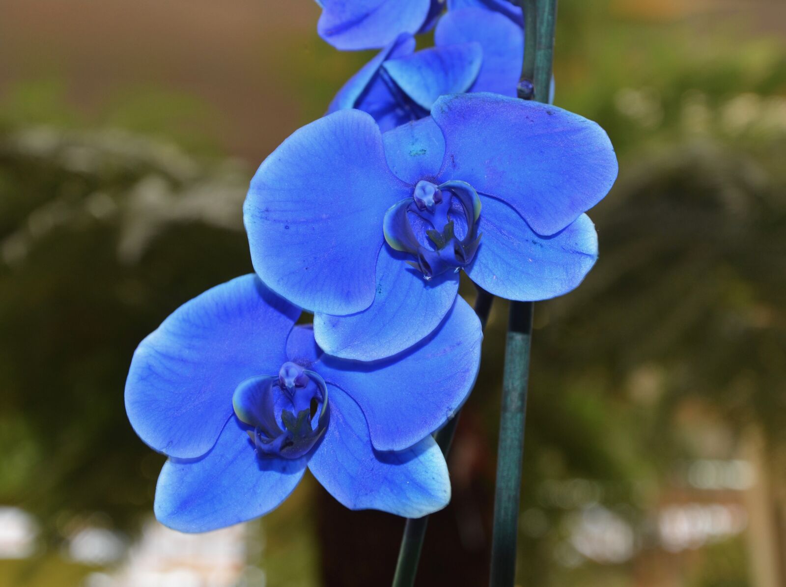 Nikon D5200 sample photo. Flower, orchid blue, orchid photography