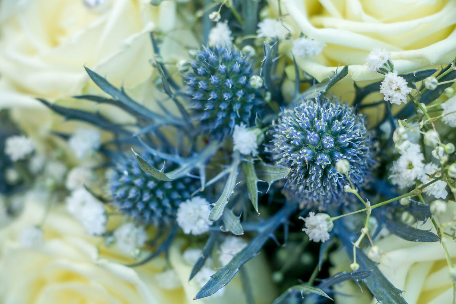 Canon EOS 70D sample photo. Thistle, blue, flower photography