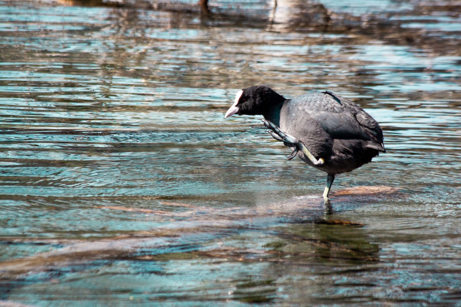 Canon EOS 50D + Canon EF 70-300mm F4-5.6 IS USM sample photo. Coot, fulica atra, ralle photography