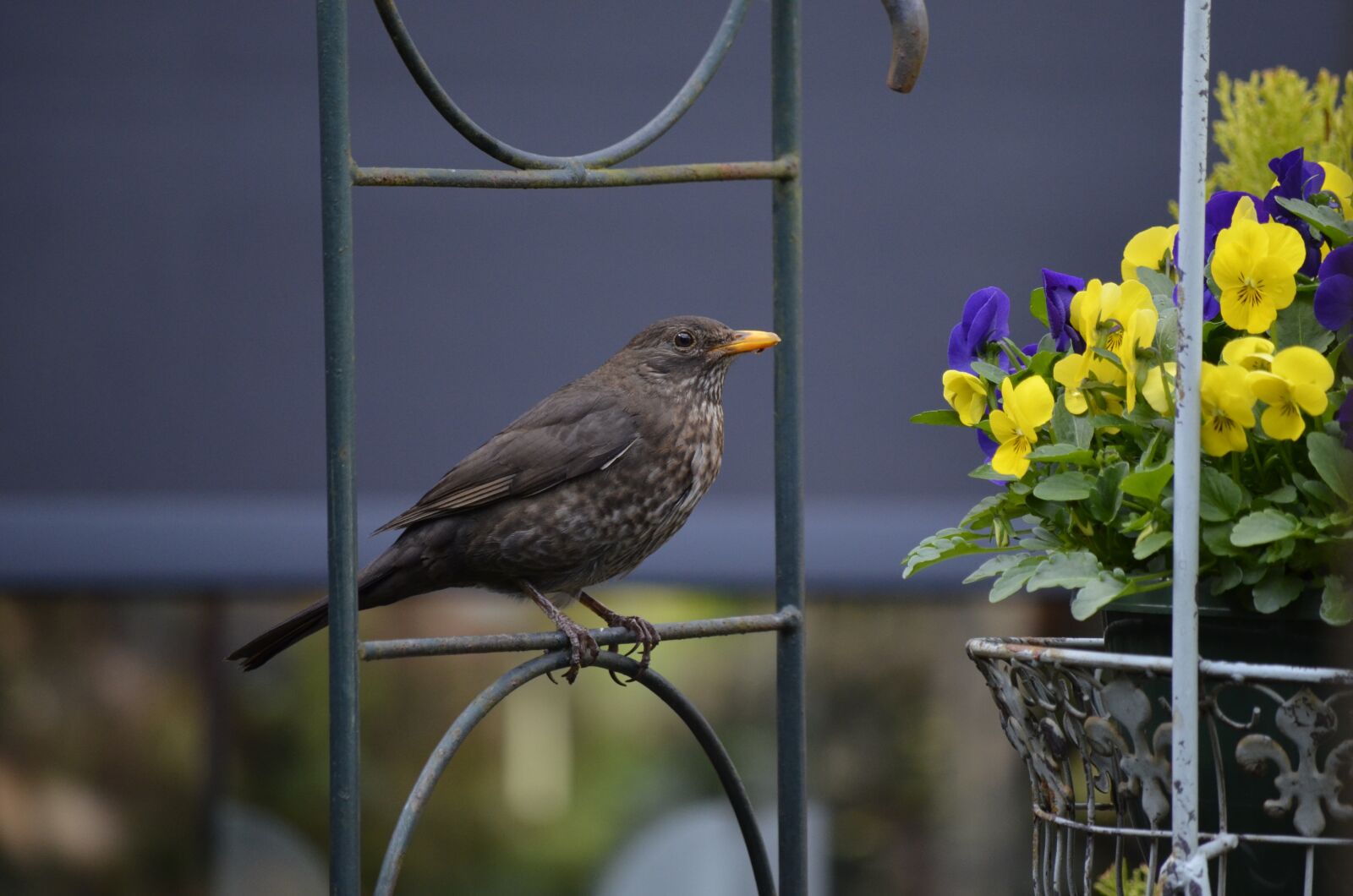 Nikon D5100 sample photo. Nature, garden, birds photography