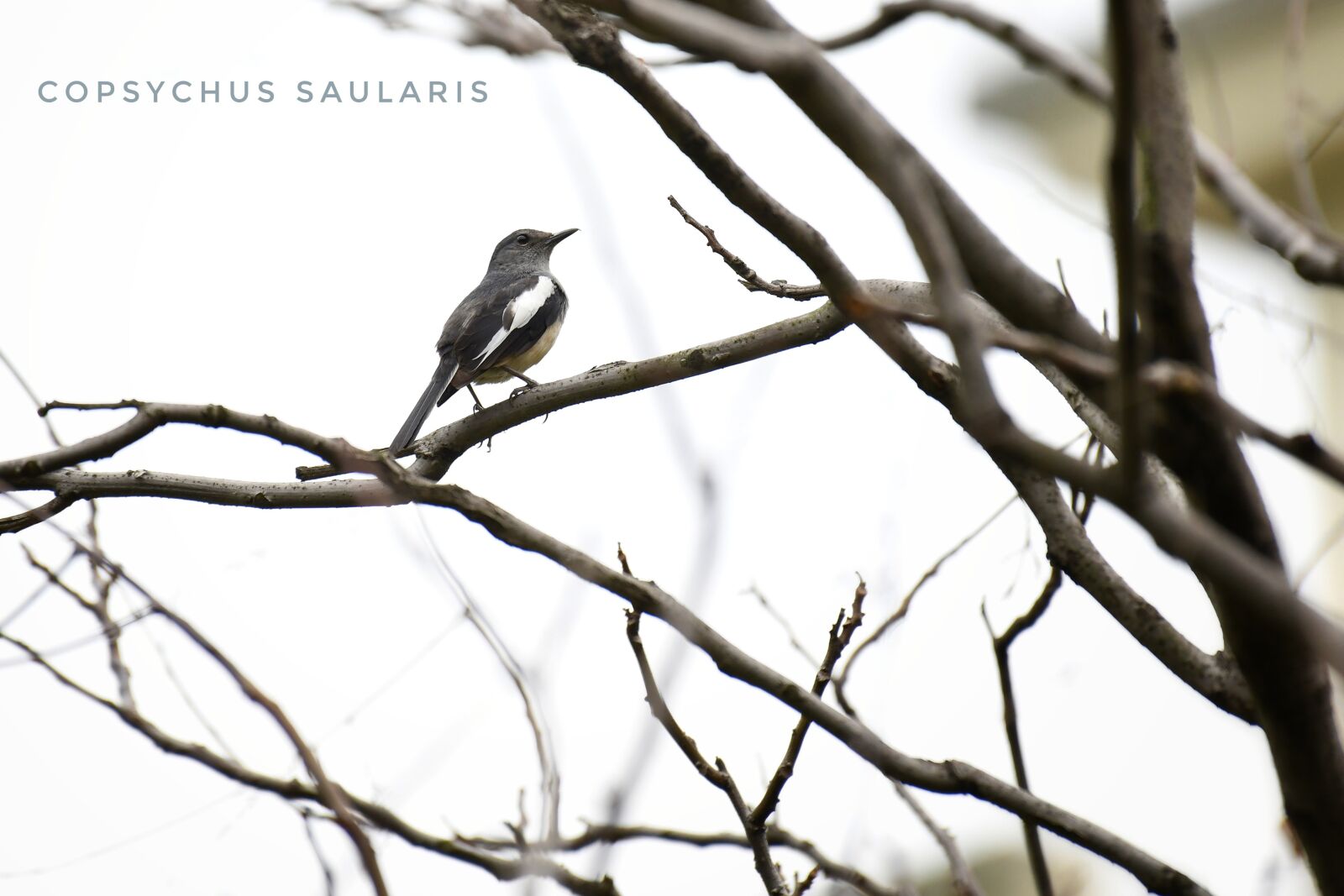 Nikon D850 sample photo. Bird, collared, songbird photography