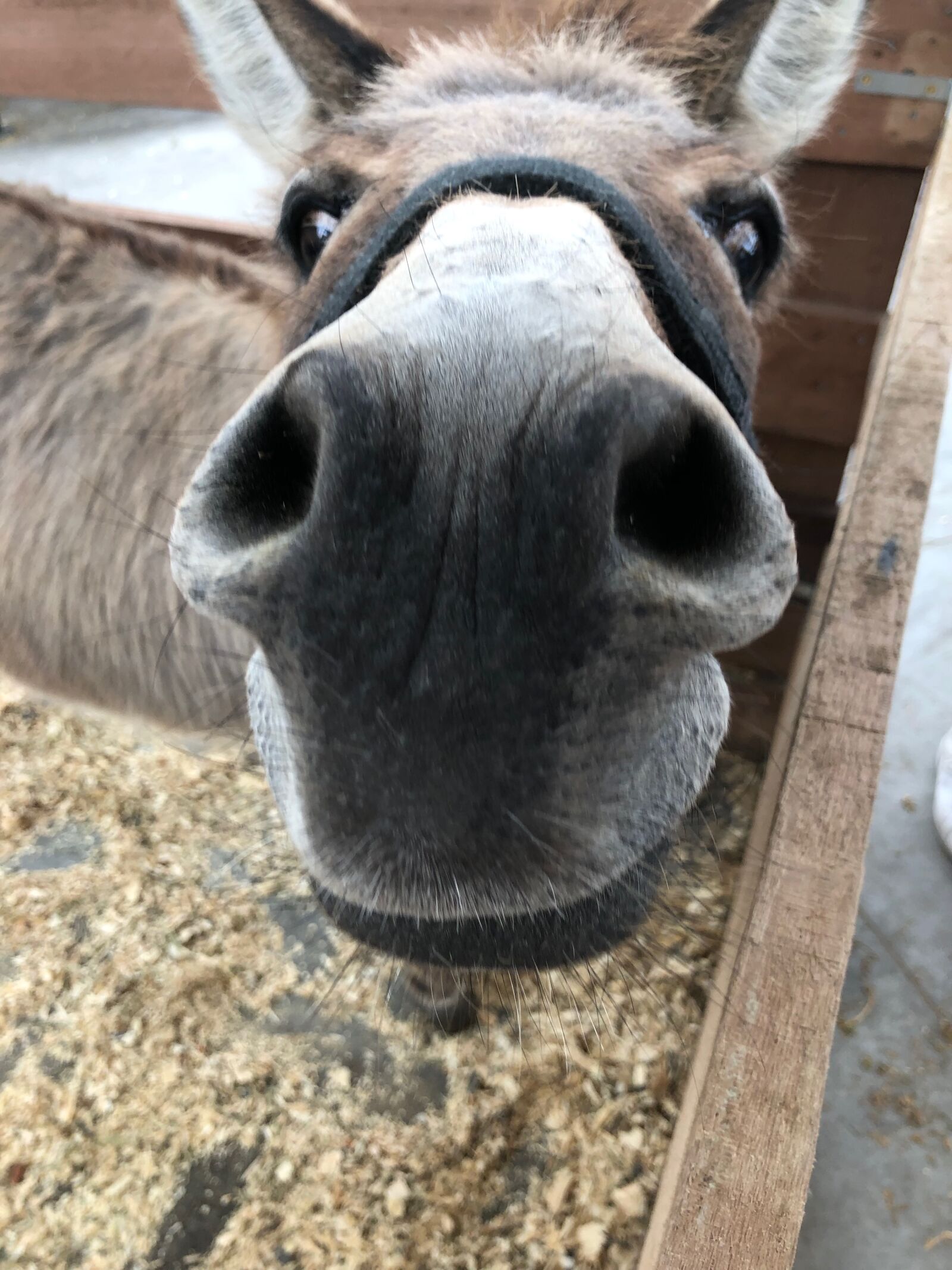 Apple iPhone 8 sample photo. Donkey, funny, cute photography