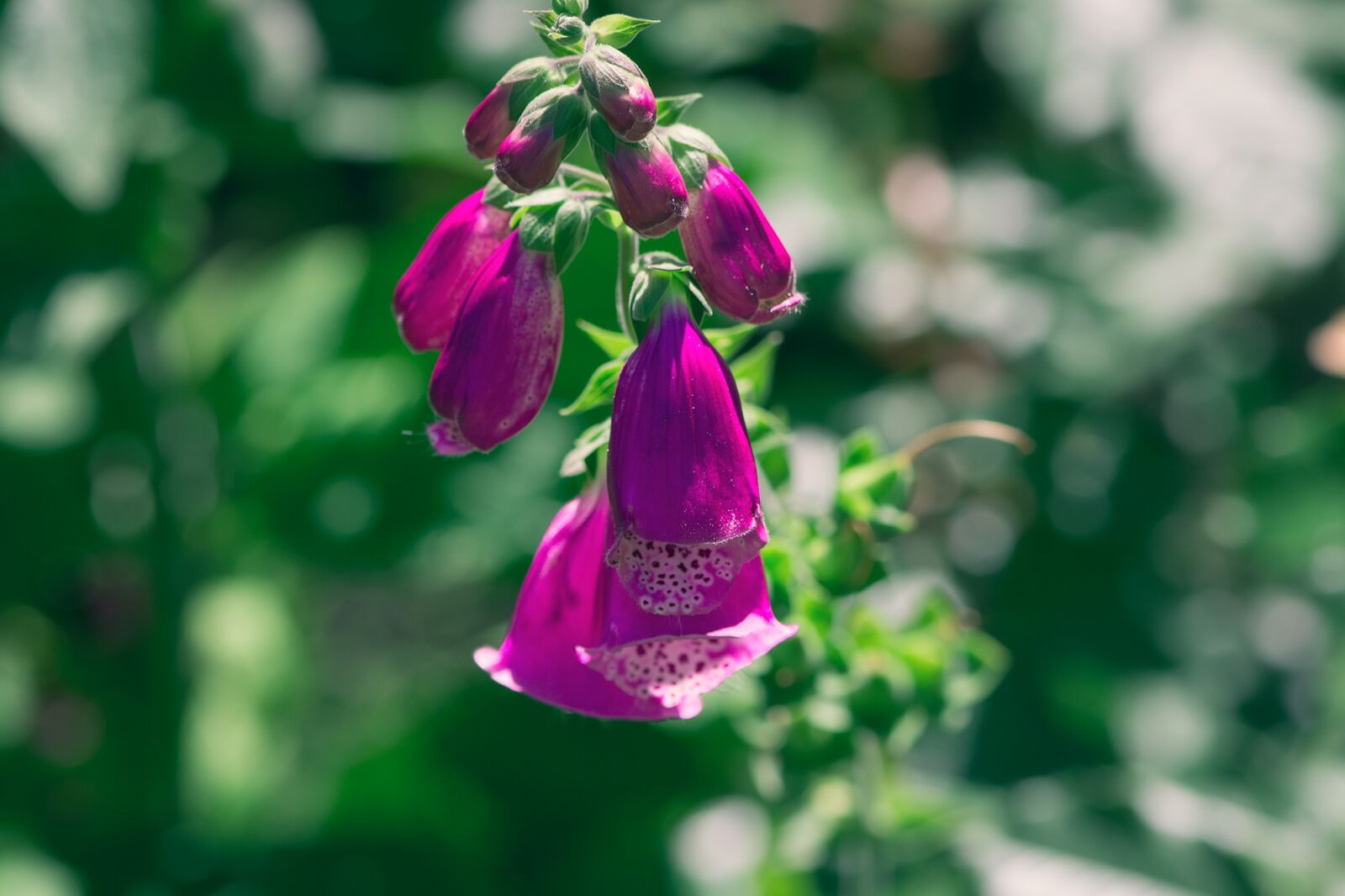 Nikon D7100 sample photo. Thimble, common foxglove, flower photography
