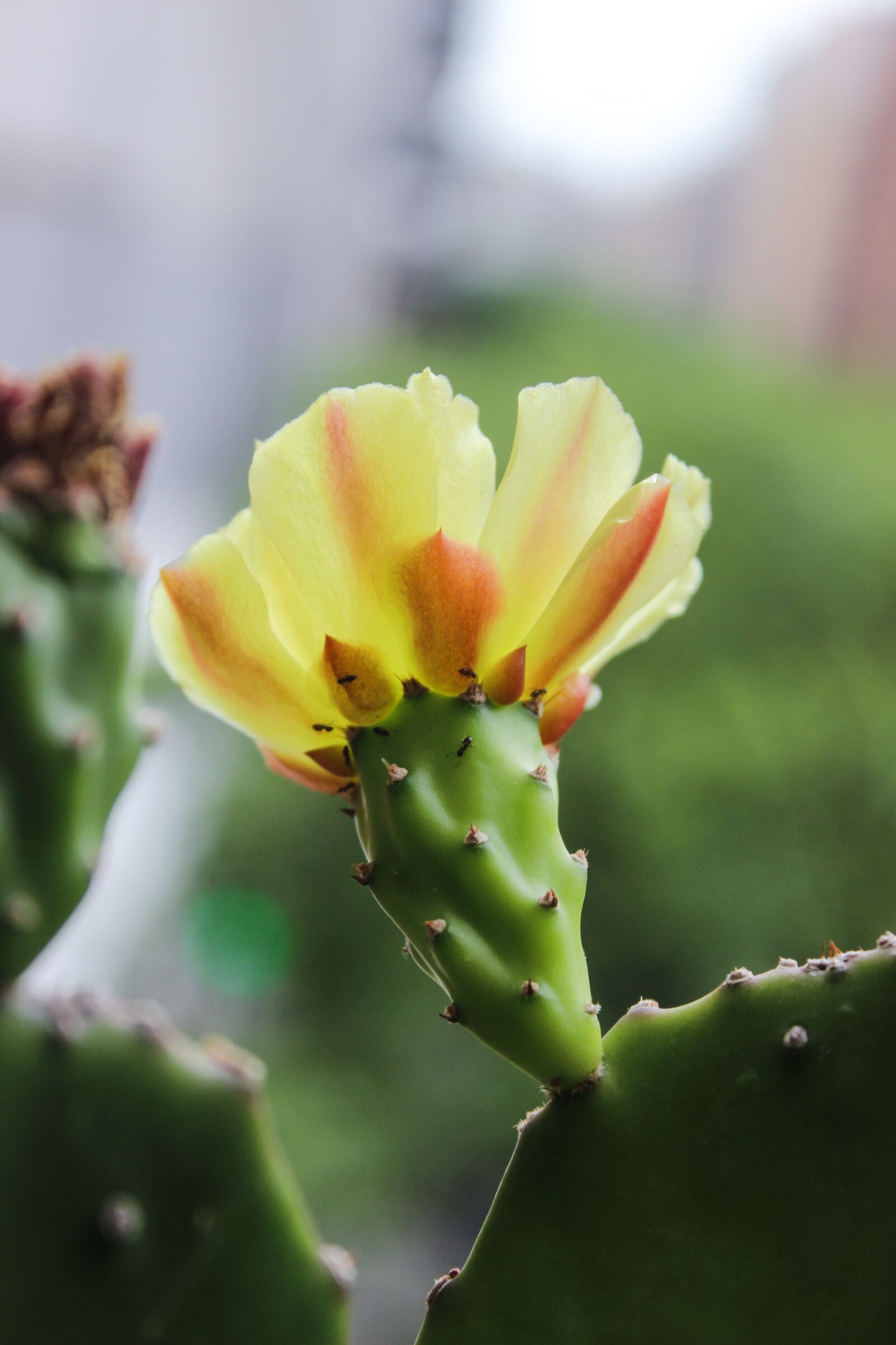 Canon EOS 600D (Rebel EOS T3i / EOS Kiss X5) sample photo. Flower, cactus, flora photography