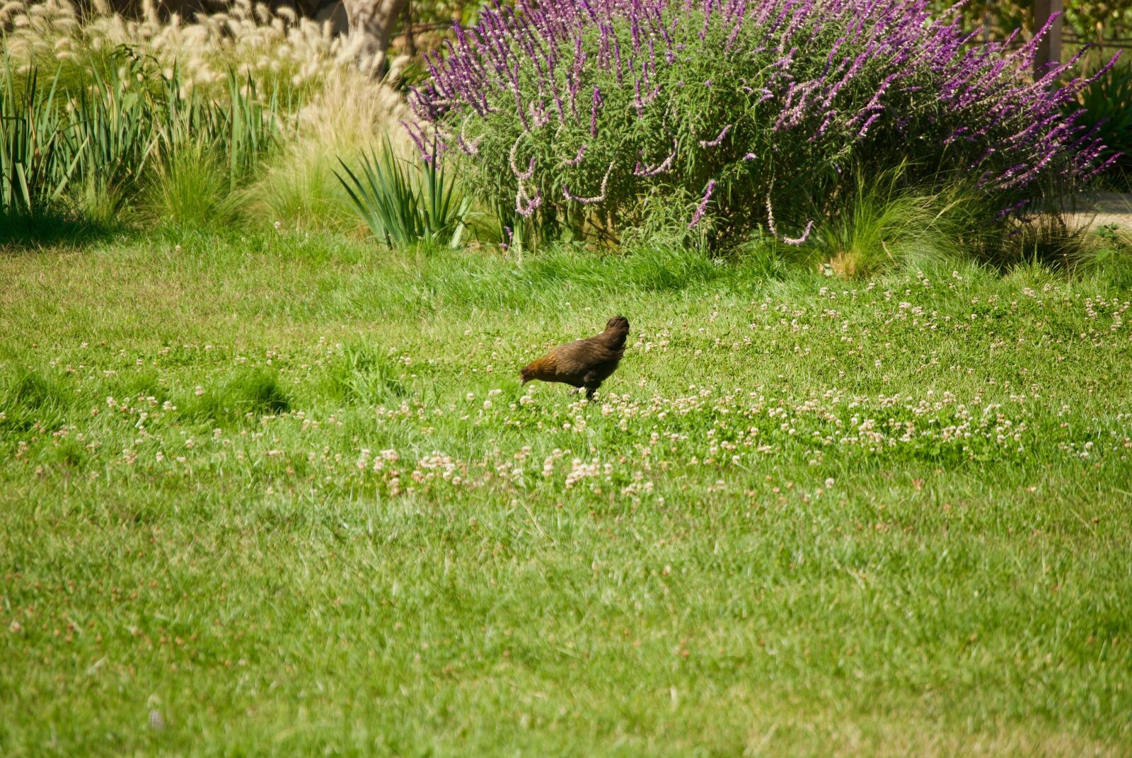 Nikon D3000 sample photo. Chicken, animal, bird photography