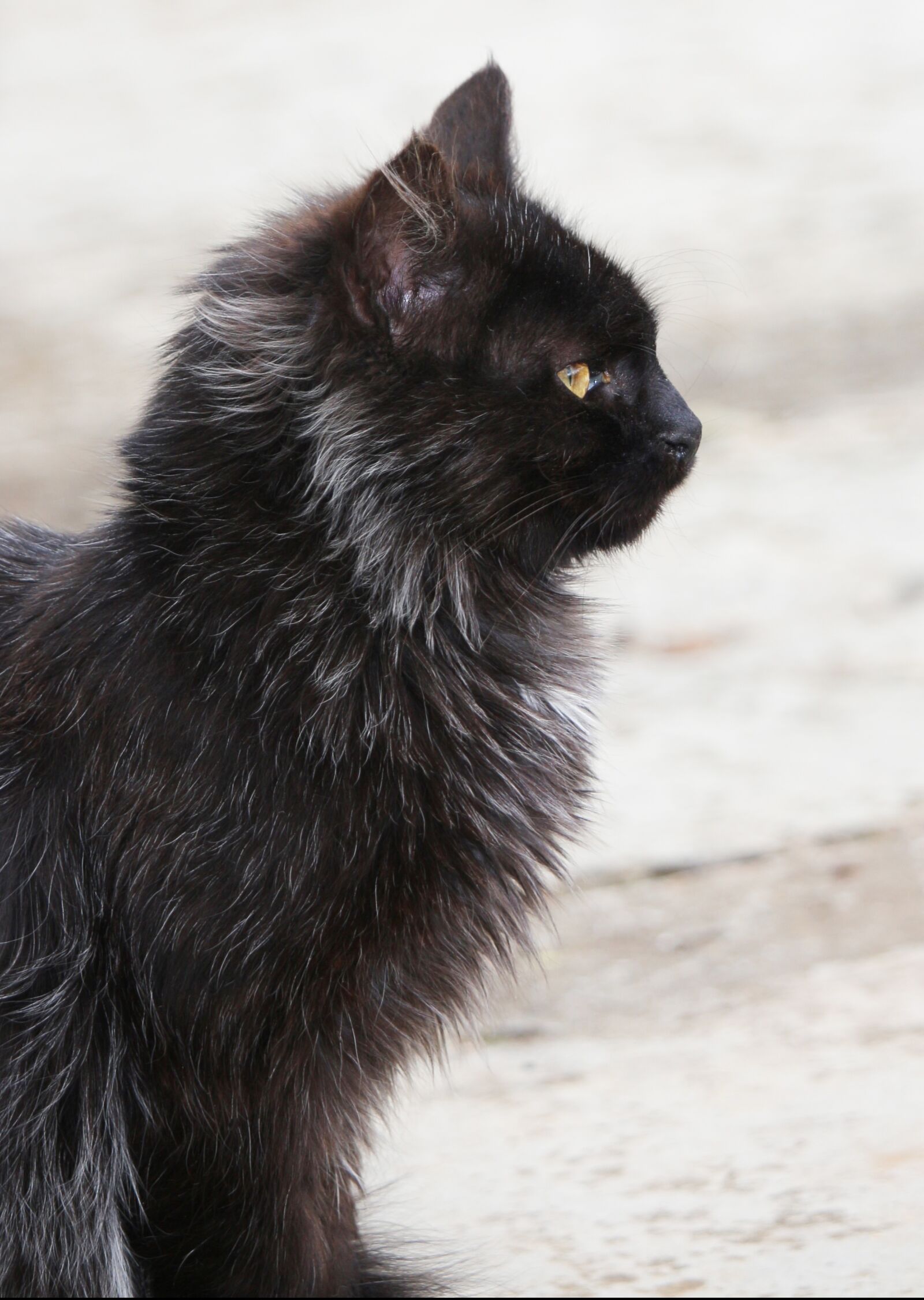 Canon EF-S 55-250mm F4-5.6 IS STM sample photo. Animal, cat, kitten photography