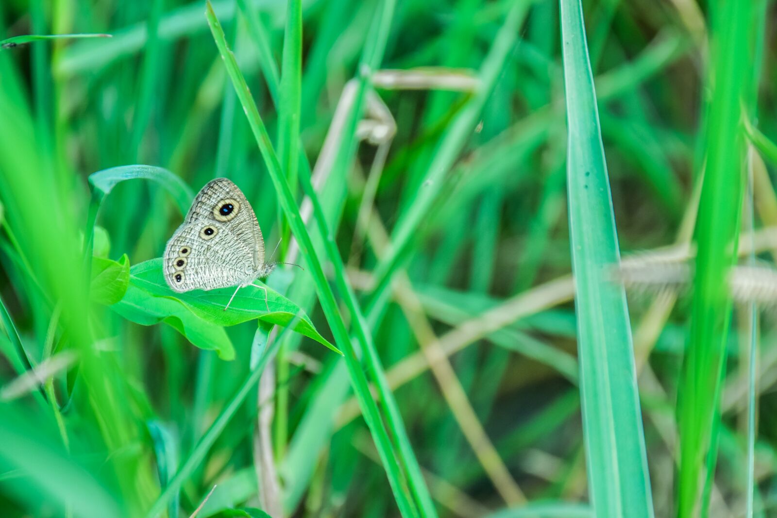 Nikon D5300 sample photo. Butterfly, insects, nature photography