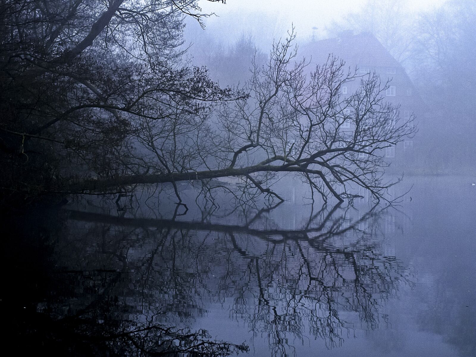 OLYMPUS 14-42mm Lens sample photo. Tree, fog, water photography