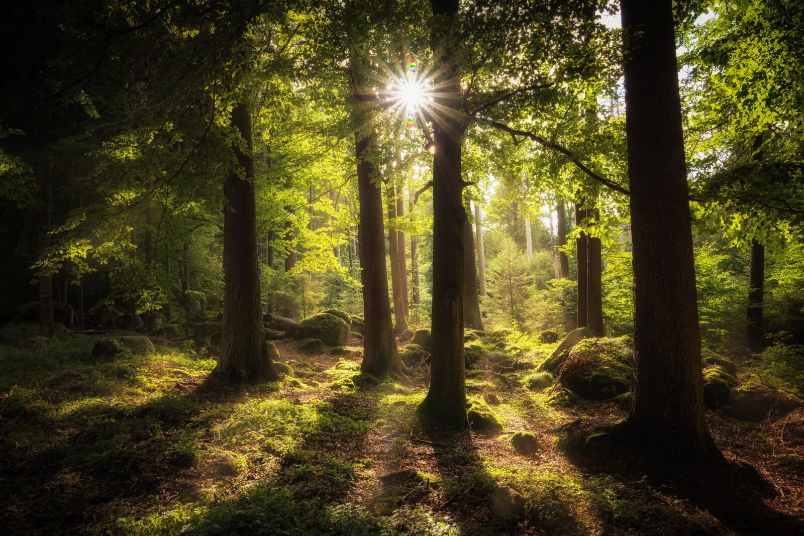 Tokina AT-X 16-28mm F2.8 Pro FX sample photo. Forest, sun, mood photography