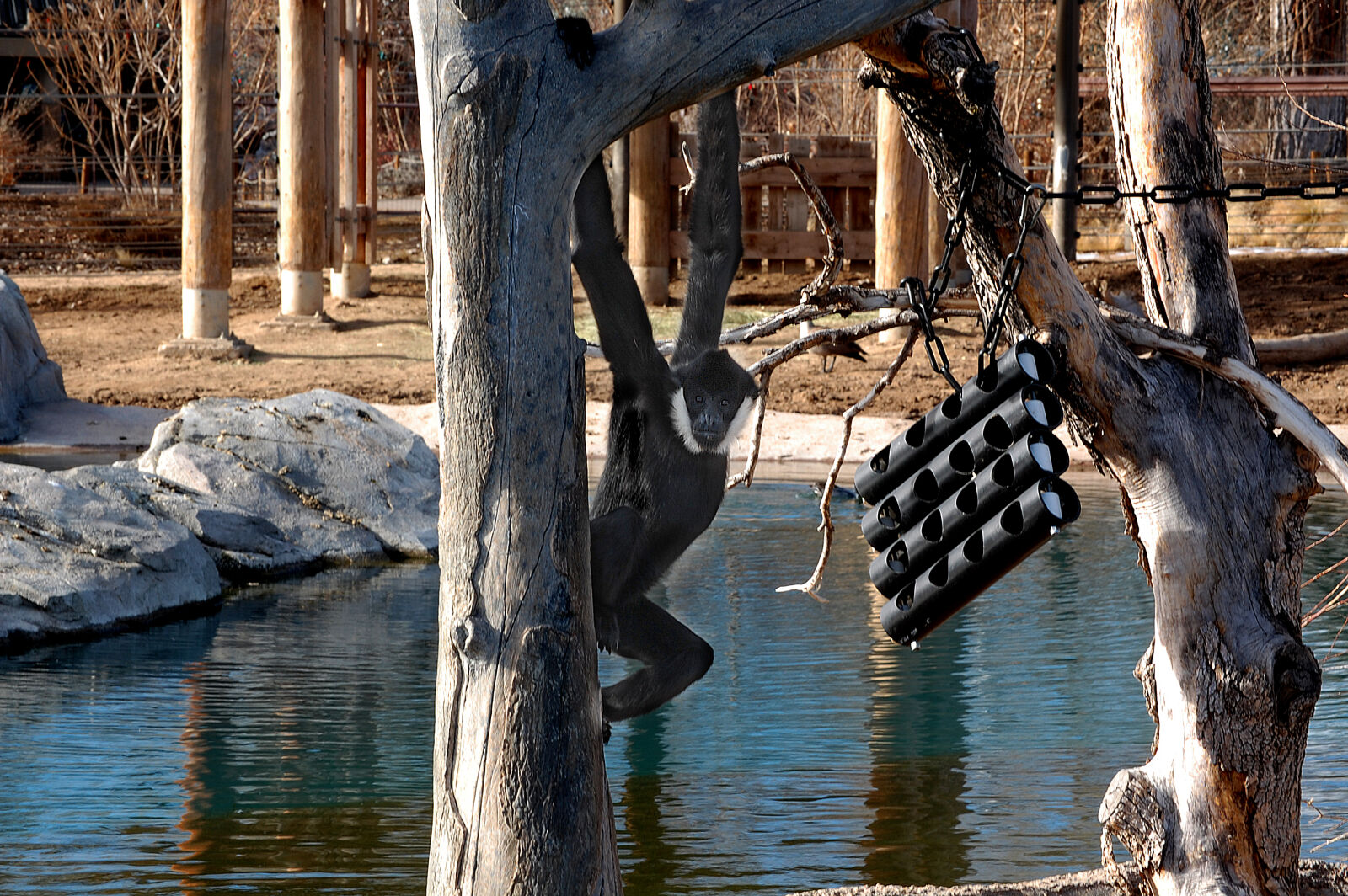 Nikon D40 sample photo. Denver, monkey, zoo photography