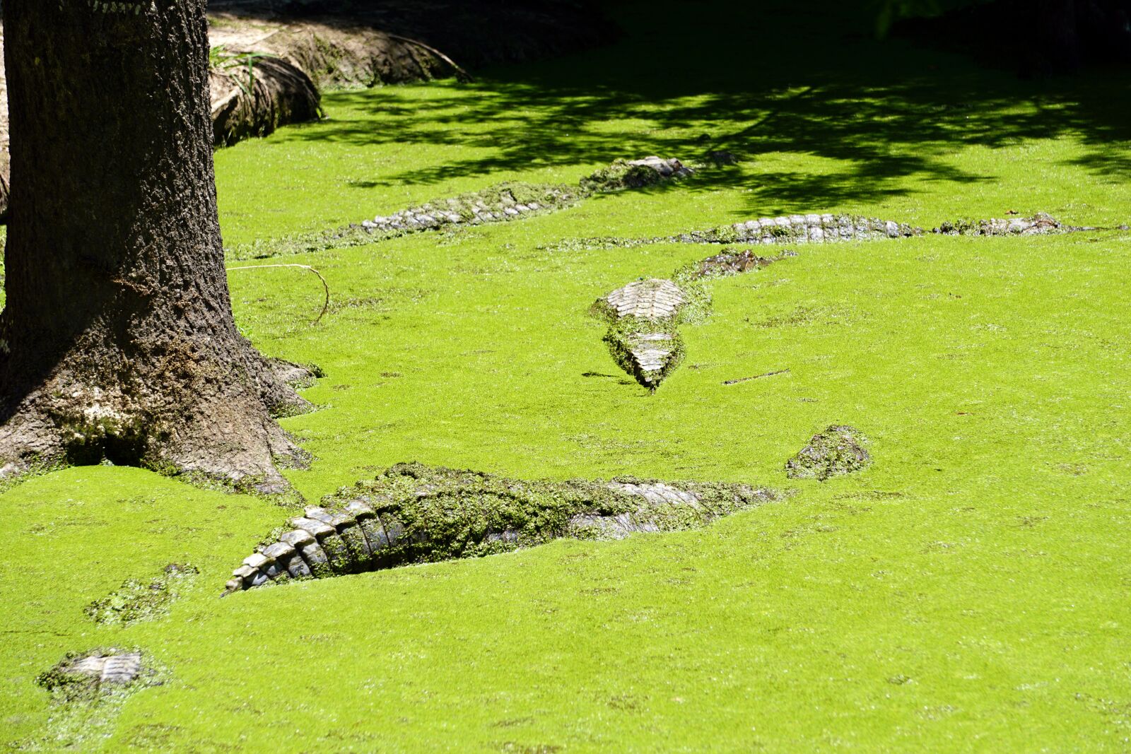 Sony E 55-210mm F4.5-6.3 OSS sample photo. Alligator, reptile, crocodile photography