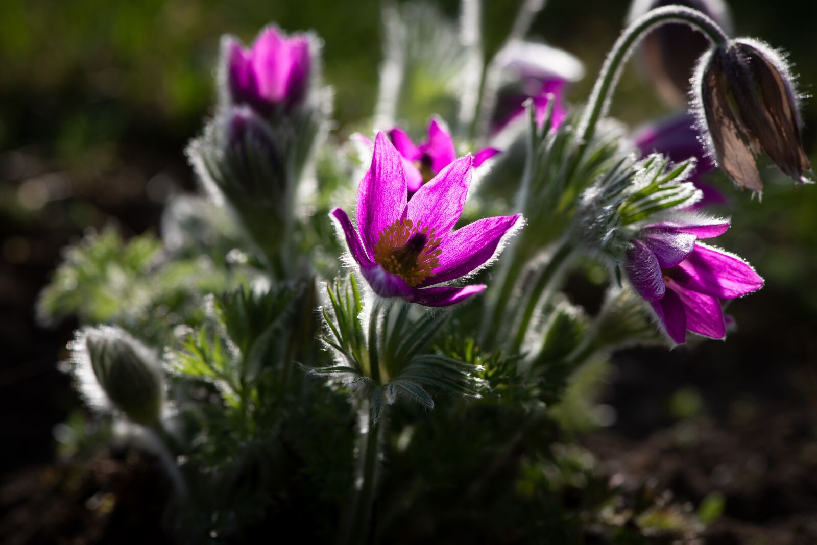 Nikon D750 sample photo. Flowers, anemone, purple photography