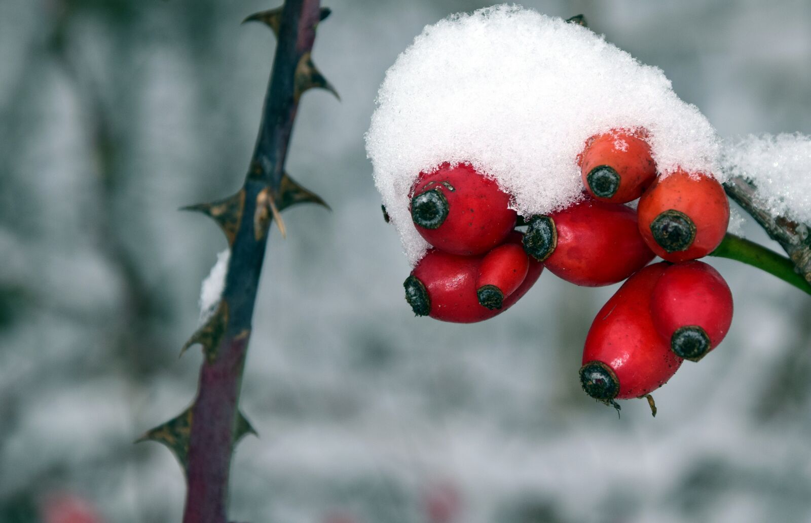 Nikon D3300 sample photo. Rose hip, winter, cold photography