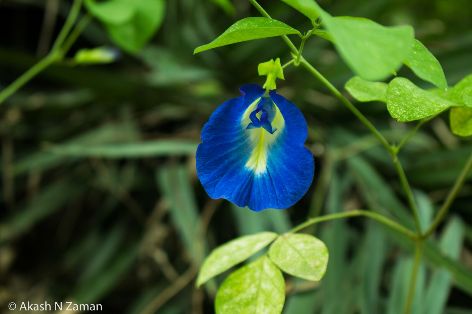 Canon EOS 70D sample photo. Beautiful, flowers photography