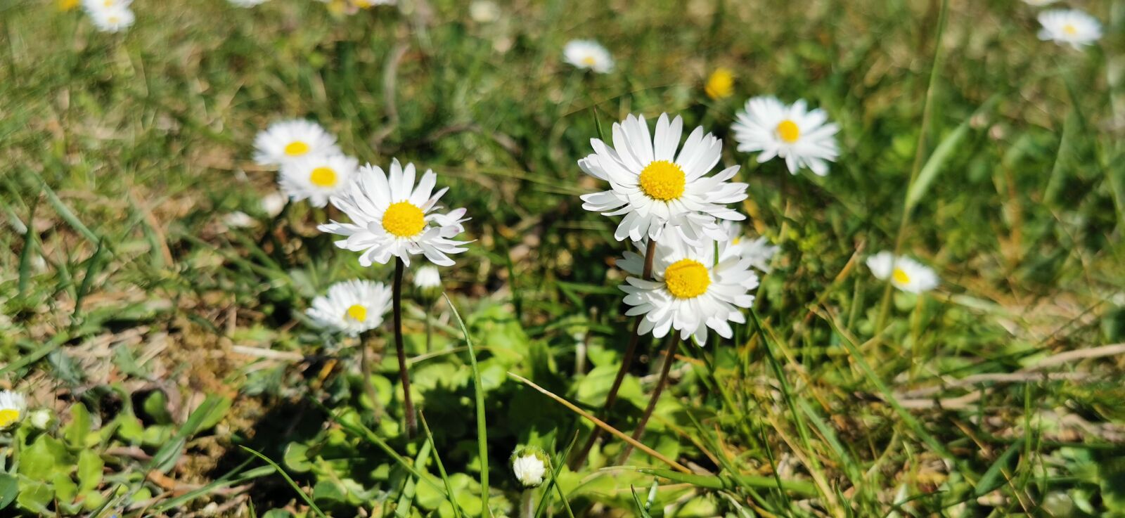 HUAWEI P30 Pro sample photo. Spring, flowers, nature photography