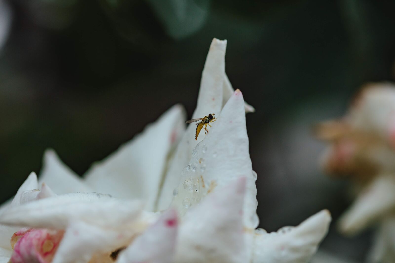 Canon EF 100mm F2.8 Macro USM sample photo. Wasp, shrub, flower, nature photography