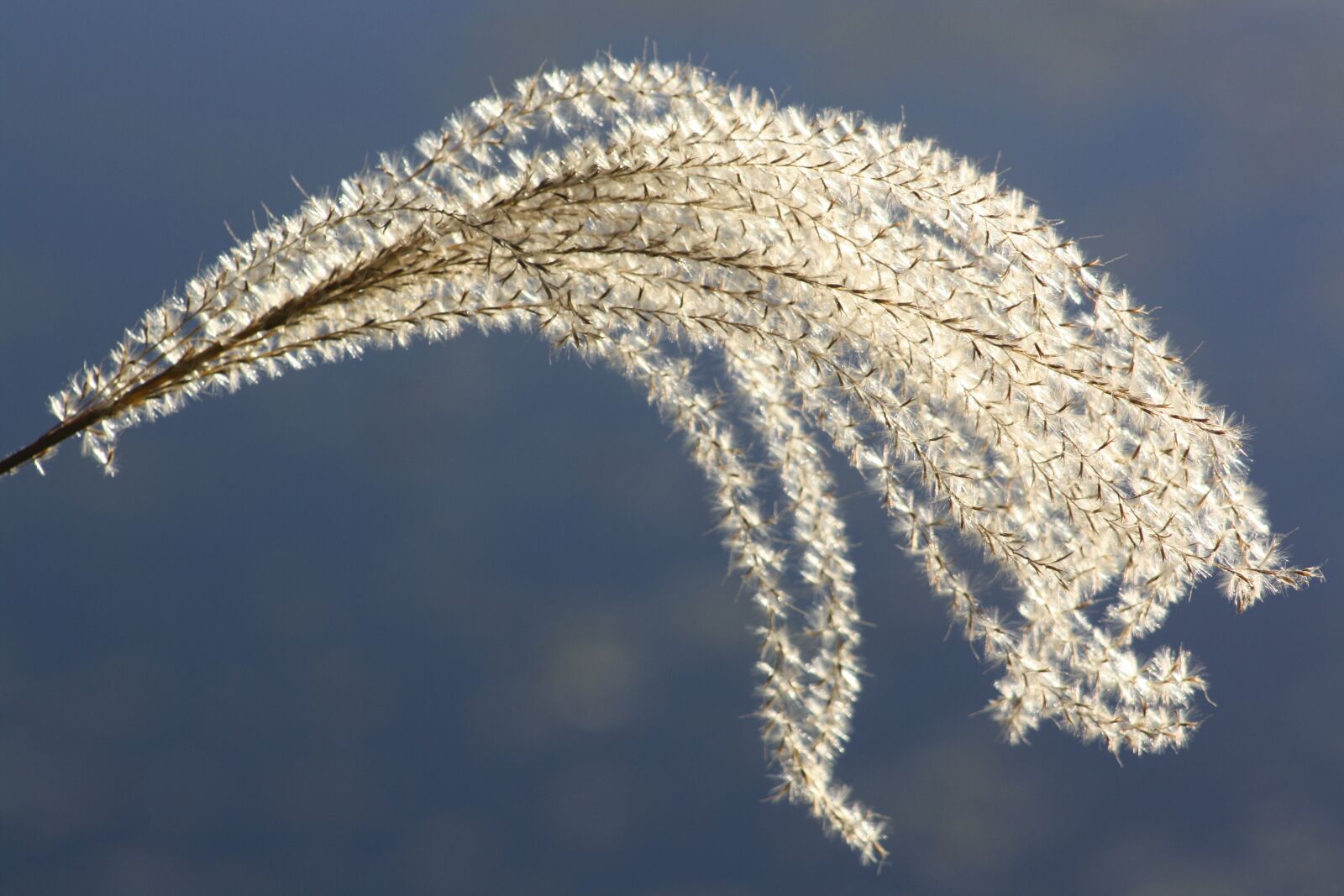 Canon EOS 1000D (EOS Digital Rebel XS / EOS Kiss F) sample photo. Grass, seeds, flower photography
