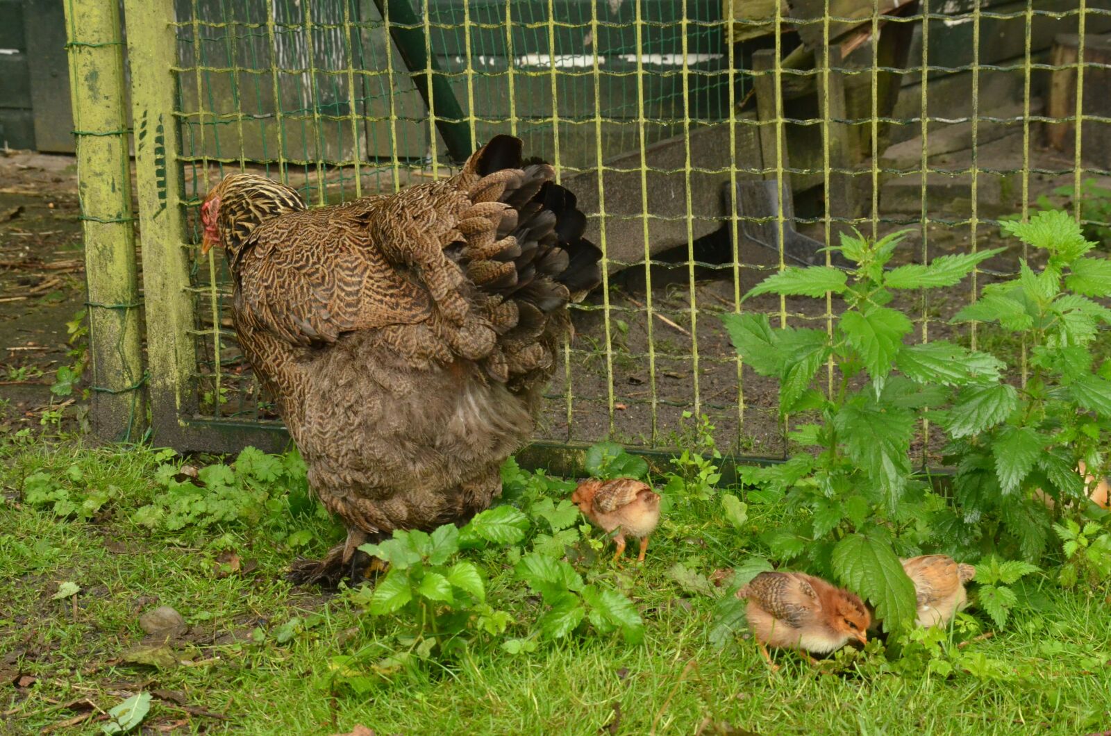 Nikon D7000 sample photo. Bird, chicken, them photography