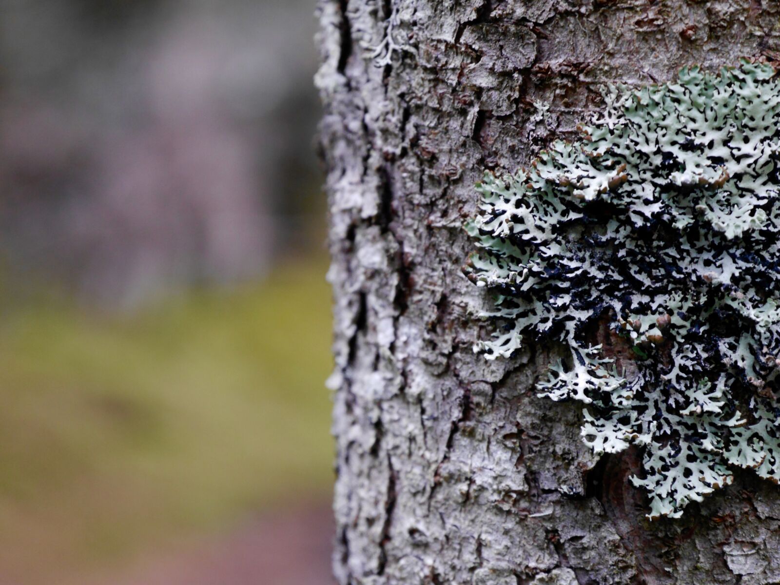 Panasonic Lumix DMC-G6 sample photo. Moss, tree, nature photography