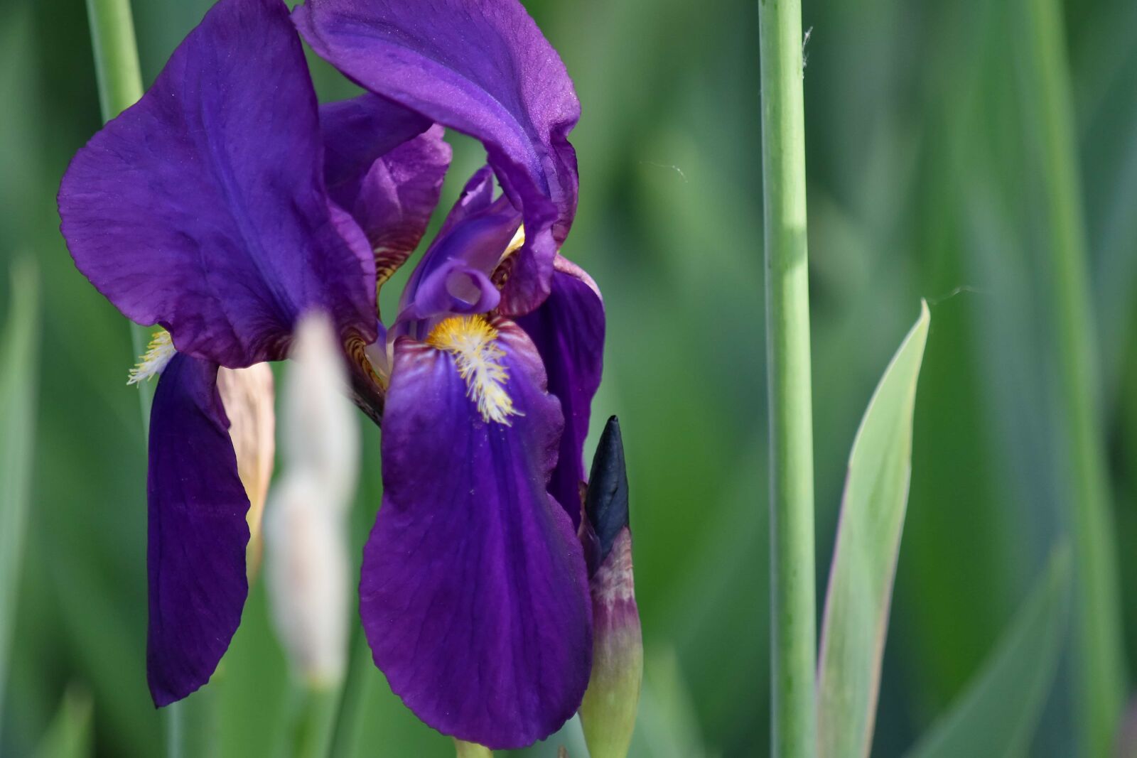 Nikon D5500 sample photo. Purple, petal, spring, flower photography