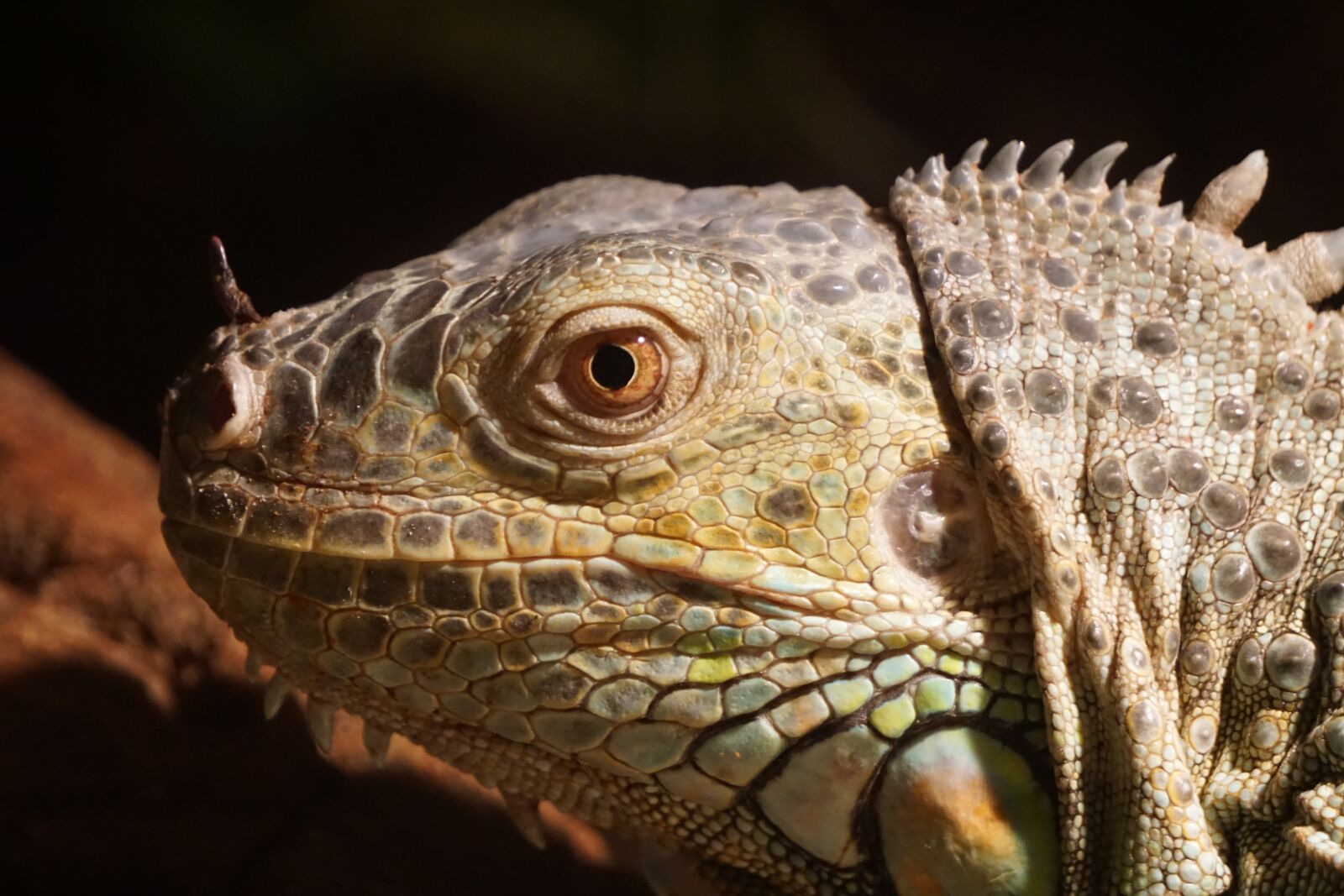 Sony a6000 sample photo. Iguana, nature, lizard photography