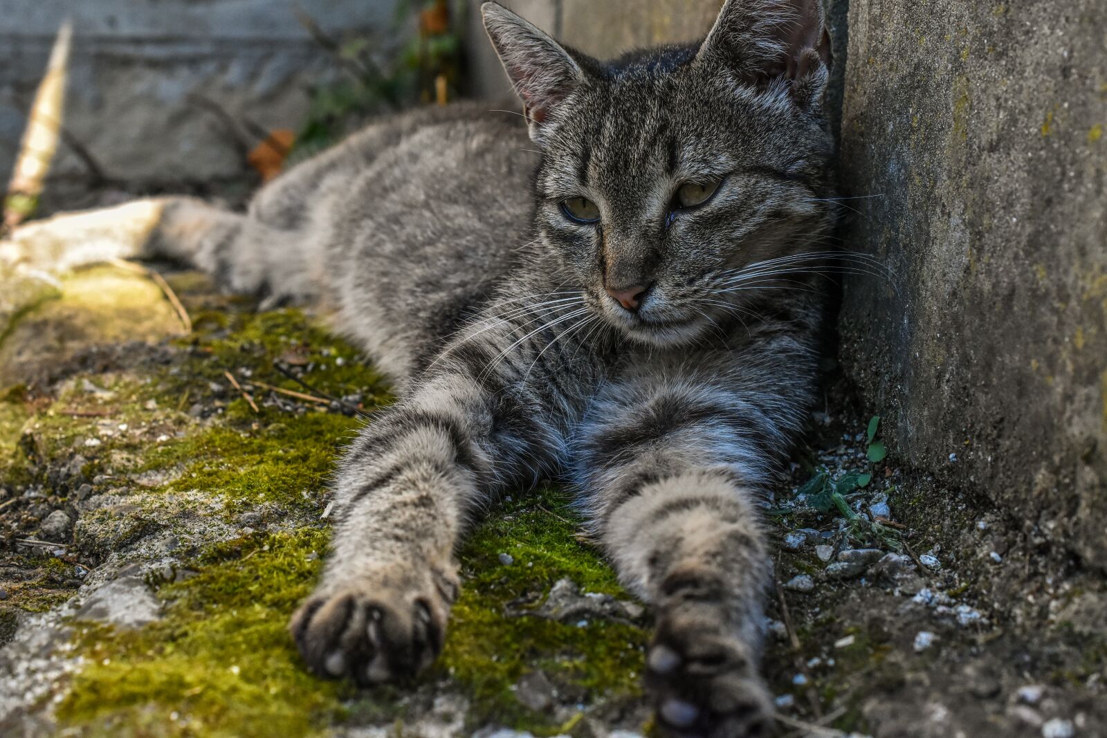 Nikon D3400 sample photo. Chilling, cat, sleeping photography