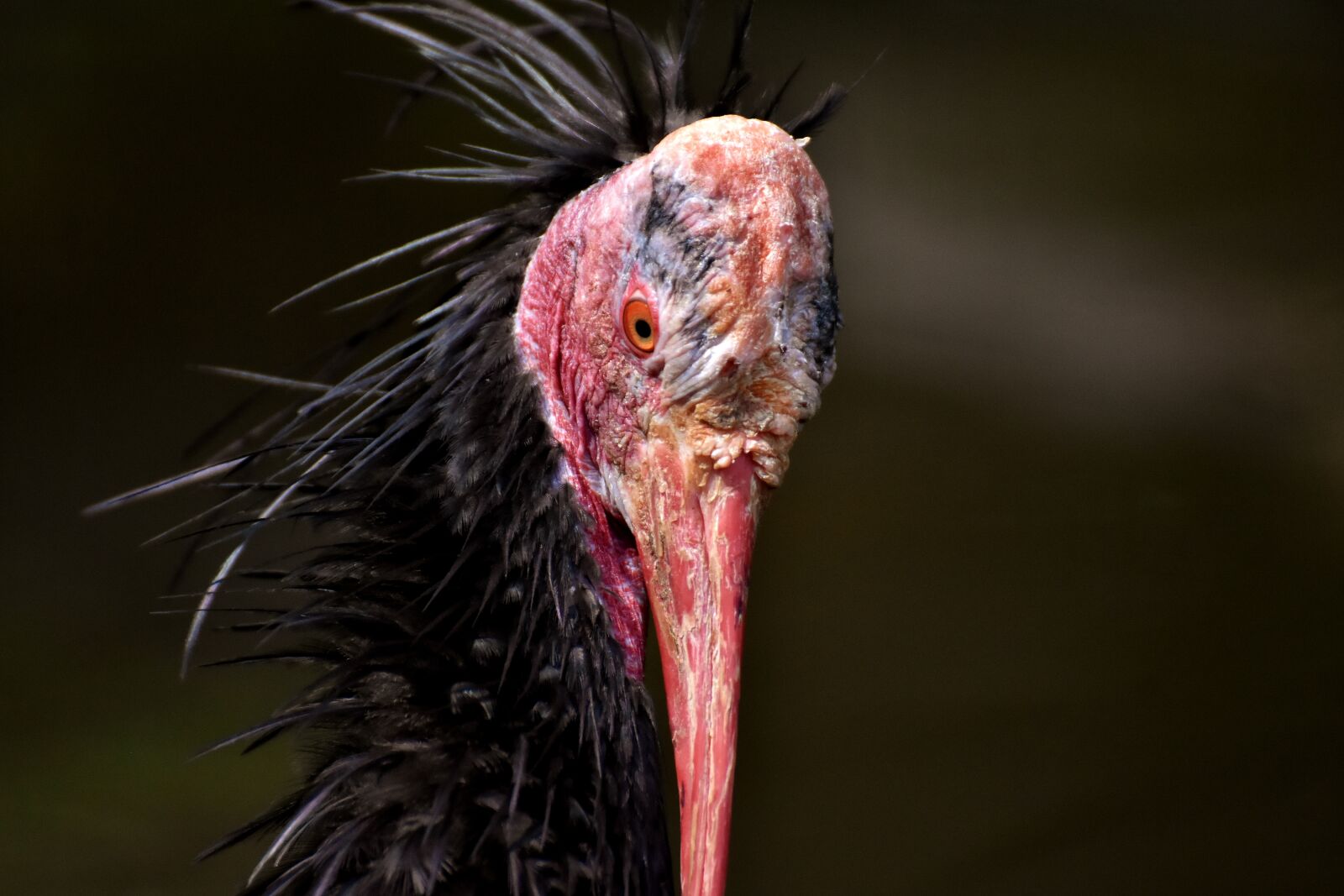 Nikon D7200 sample photo. Northern bald ibis, portrait photography