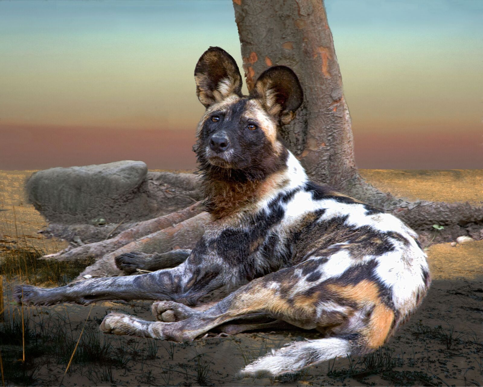 Nikon D810 sample photo. Africa, dog, wild photography