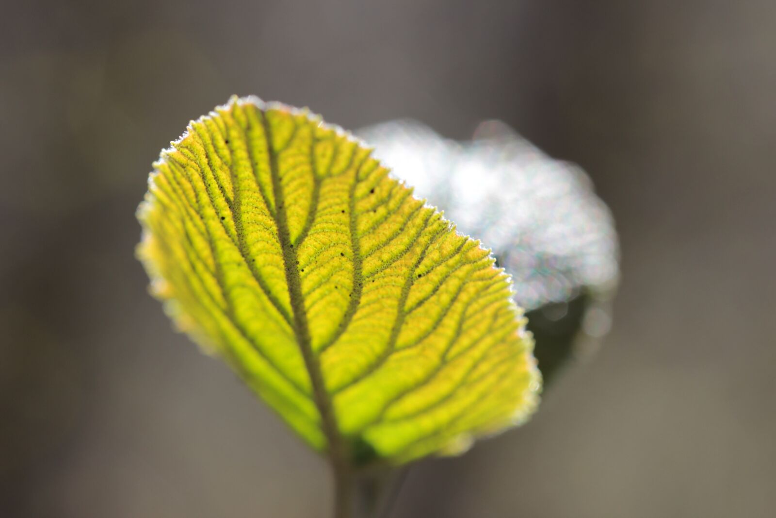 Canon EOS 600D (Rebel EOS T3i / EOS Kiss X5) sample photo. Nature, tree, forest photography