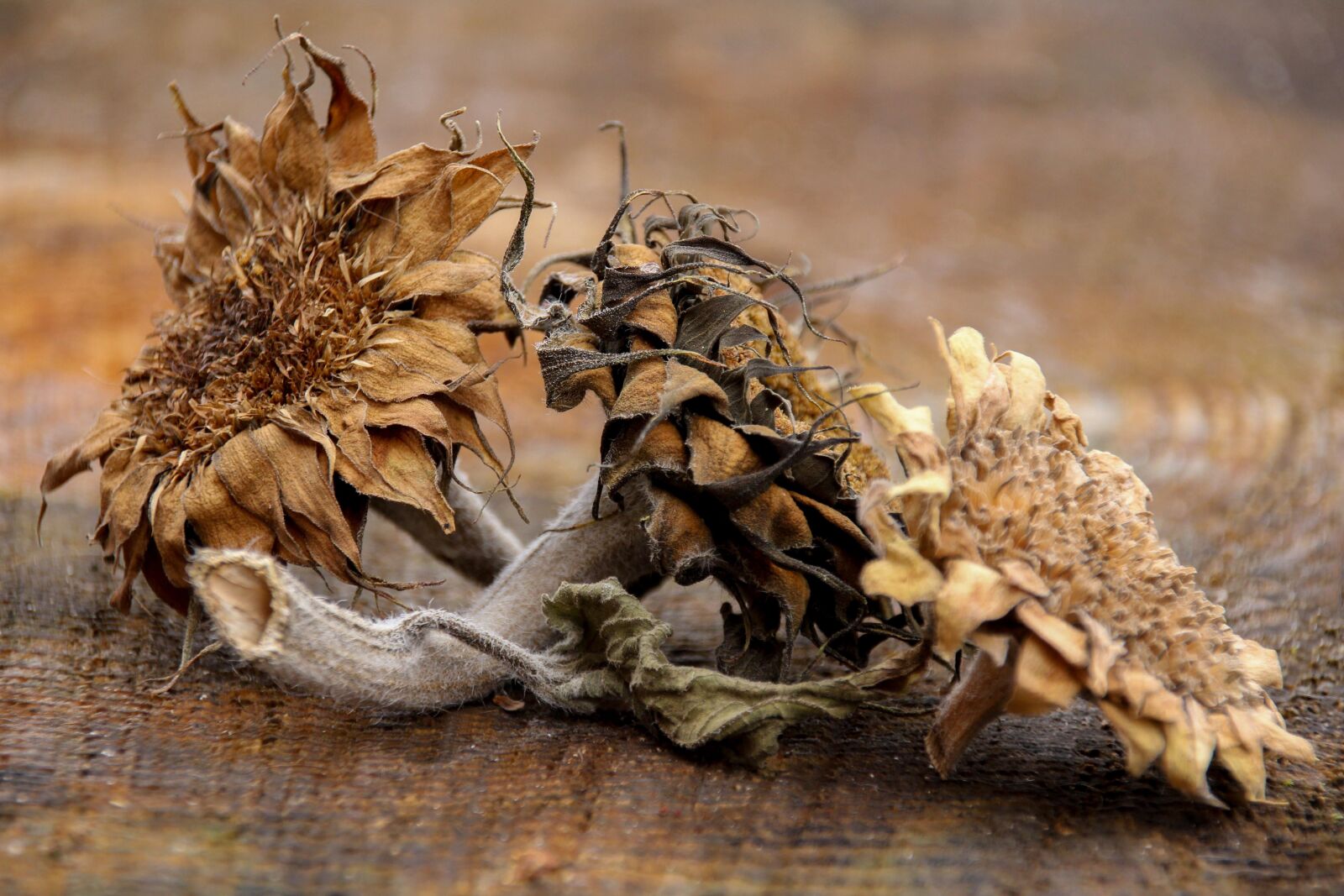 Canon EOS 60D sample photo. Still life, late summer photography