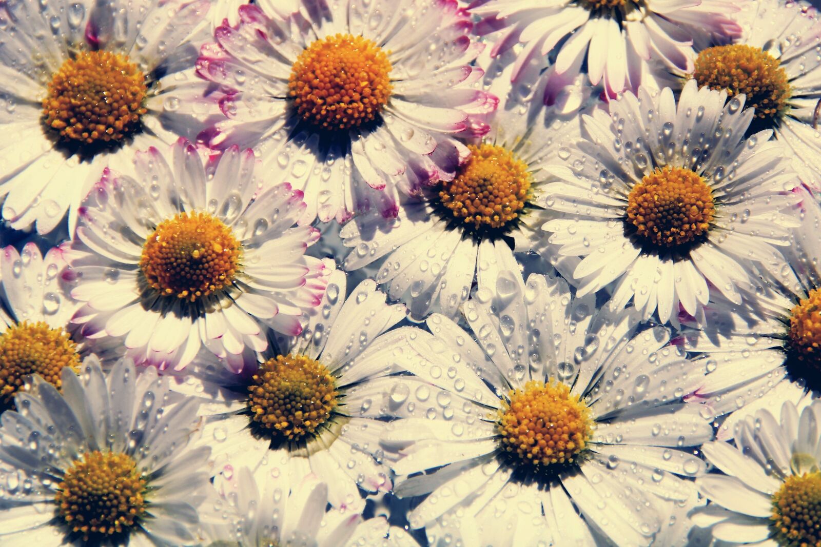 Canon EOS 2000D (EOS Rebel T7 / EOS Kiss X90 / EOS 1500D) sample photo. Daisy, drip, yellow photography
