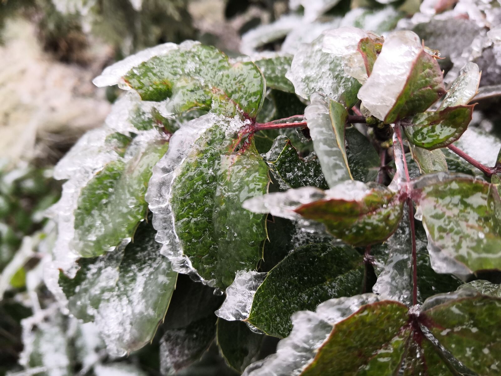 HUAWEI Honor 10 sample photo. Winter, frost, ice photography