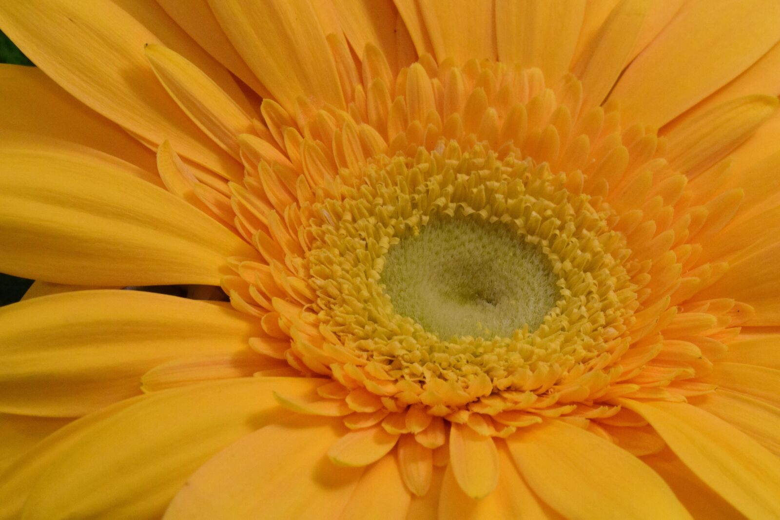 Nikon D5300 sample photo. Gerbera, flower, blossom photography