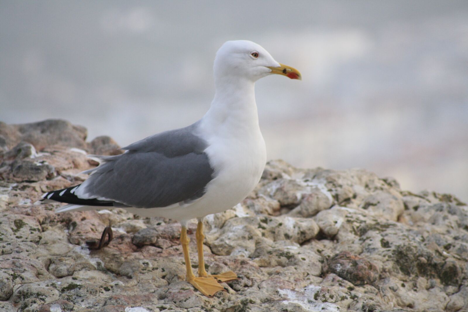 Canon EOS 1000D (EOS Digital Rebel XS / EOS Kiss F) sample photo. Atlantic, gull, rock photography