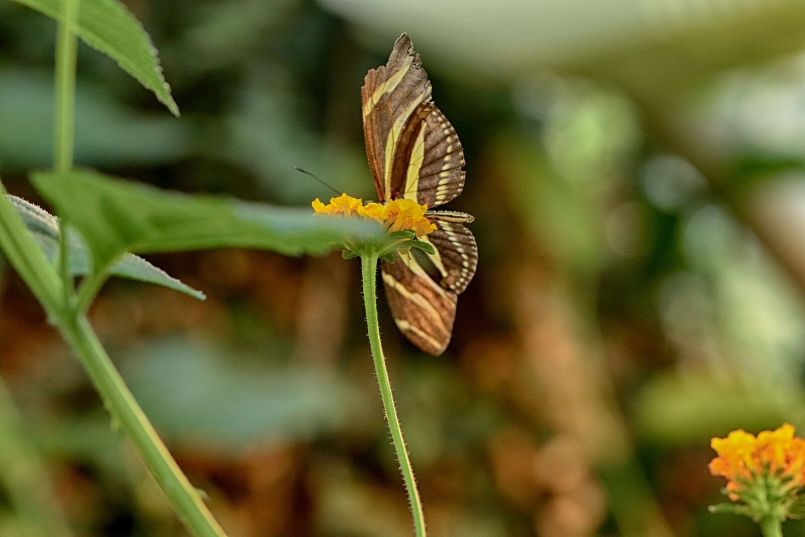 Canon EOS 7D Mark II sample photo. Butterfly, flower, tropical photography