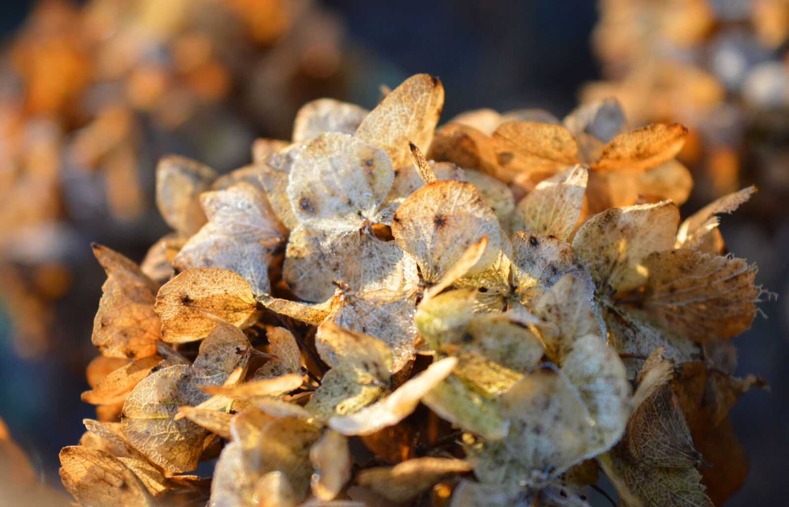 Nikon D3200 sample photo. Hydrangea flower, faded, autumn photography