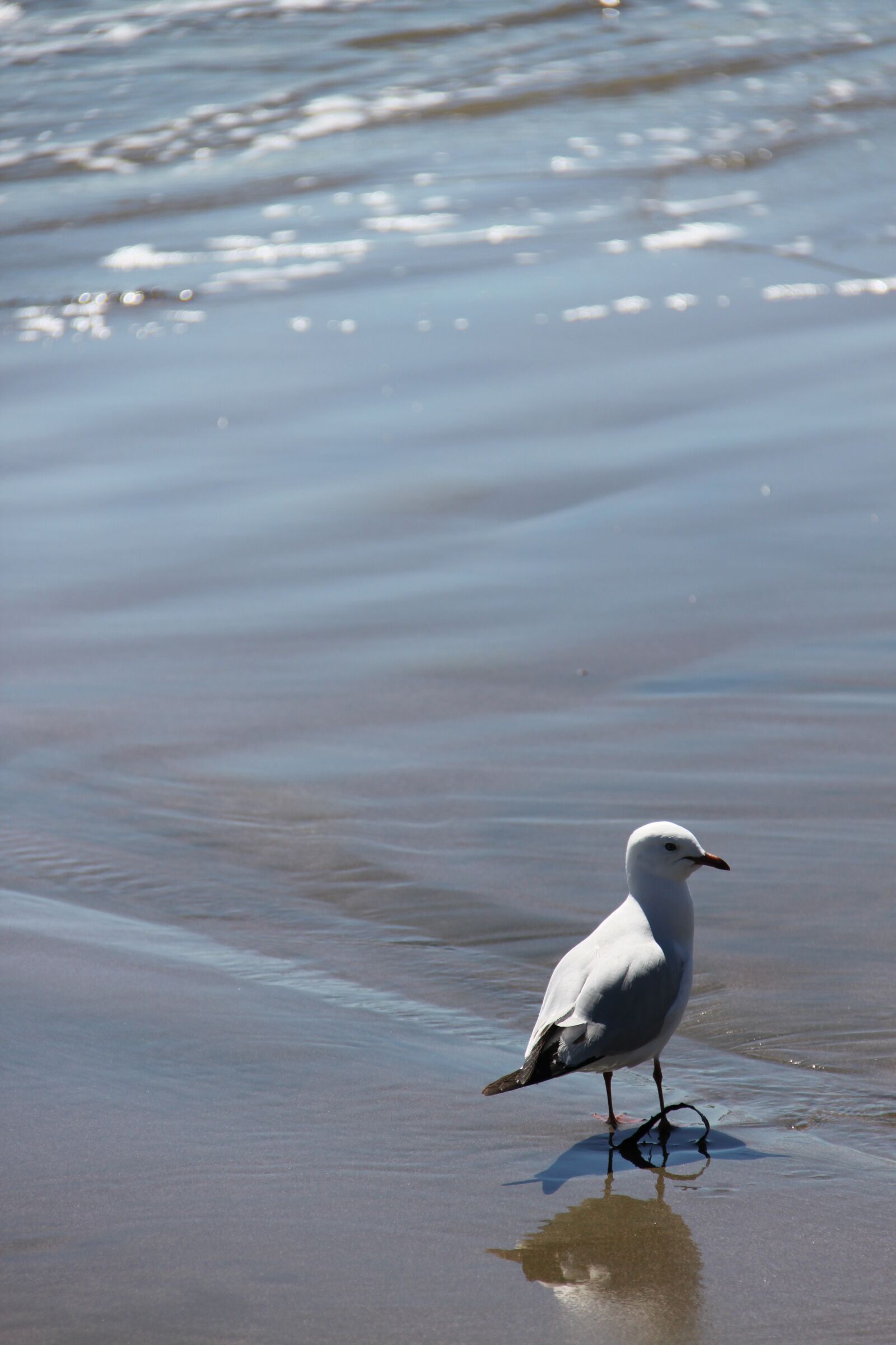 Canon EOS 500D (EOS Rebel T1i / EOS Kiss X3) sample photo. Seagull, bird, beach photography