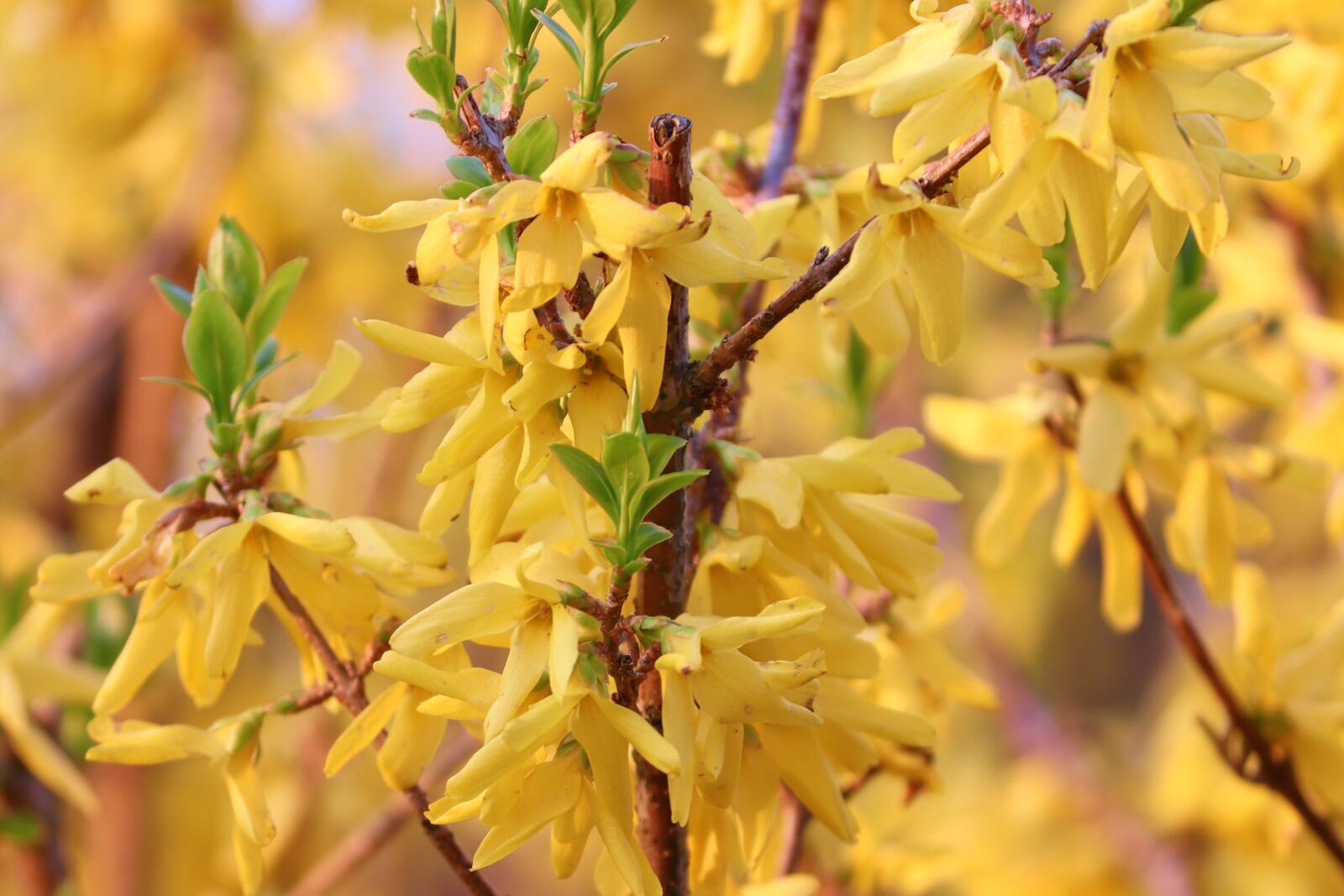 Canon EOS 200D (EOS Rebel SL2 / EOS Kiss X9) sample photo. Forsythia, ornamental shrub, bloom photography