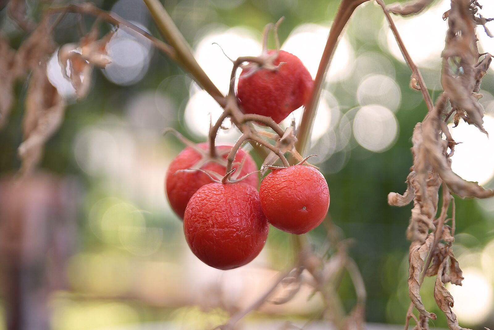 Nikon D750 sample photo. Tomato, red, food photography