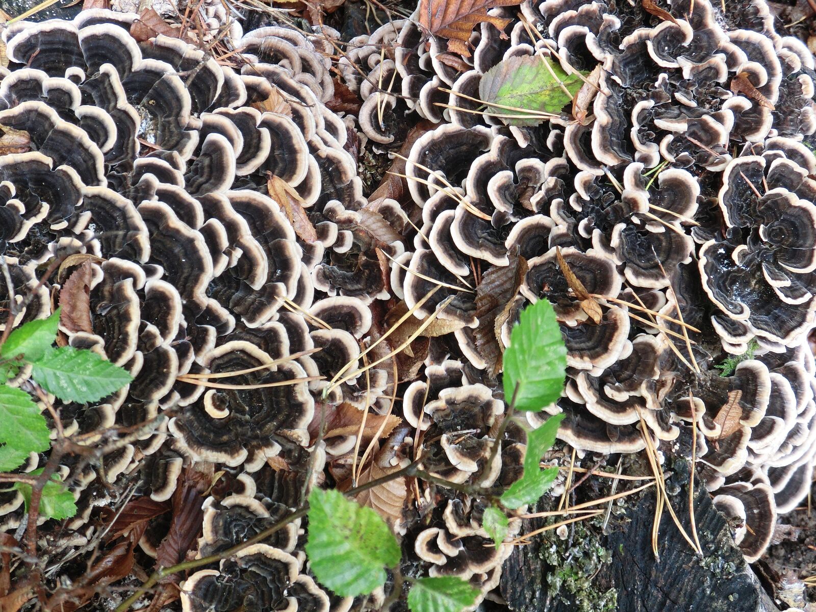 CASIO EX-ZR10 sample photo. Baumschwamm, autumn, mushrooms photography