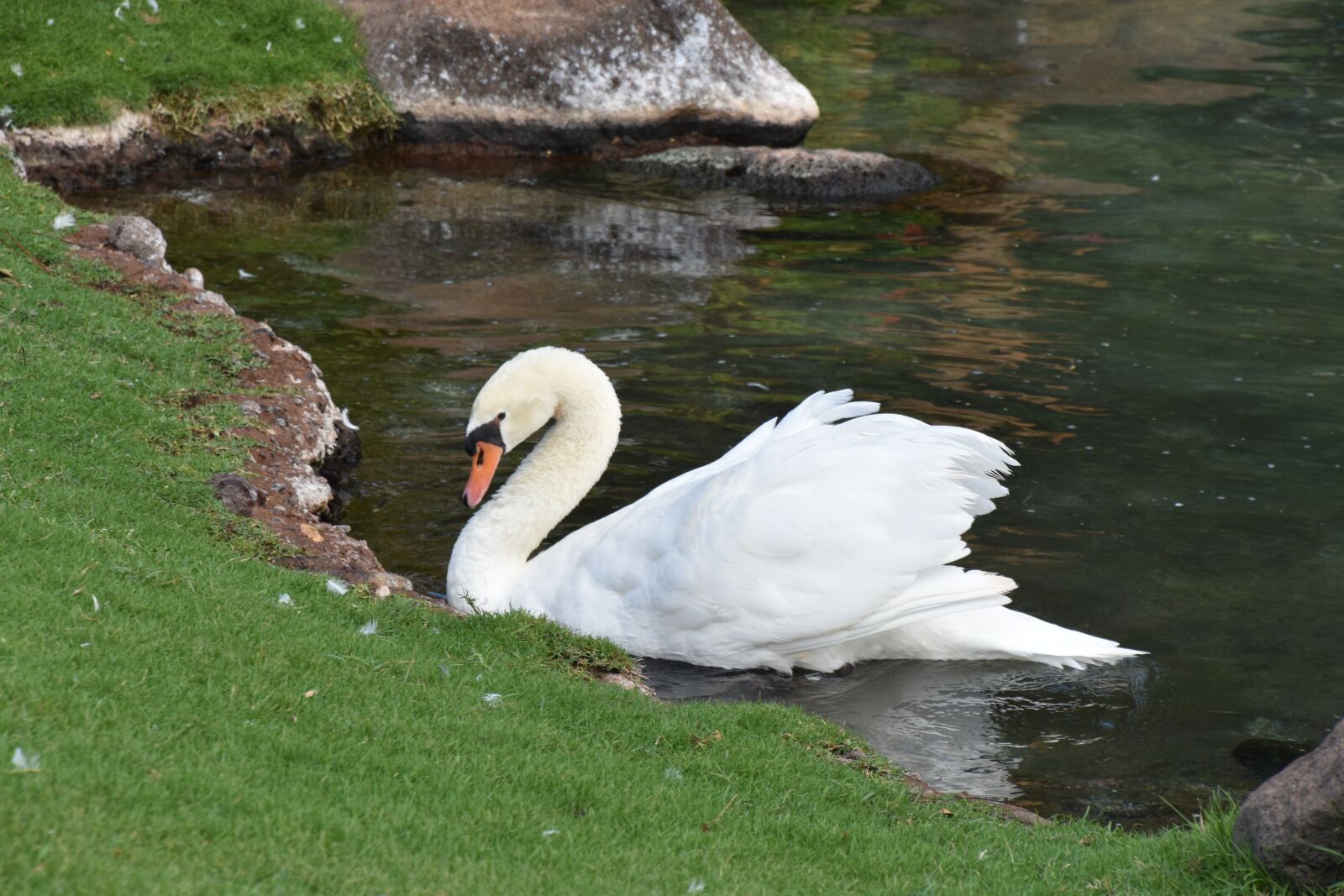 Nikon D5500 sample photo. Swan, birds, pond photography