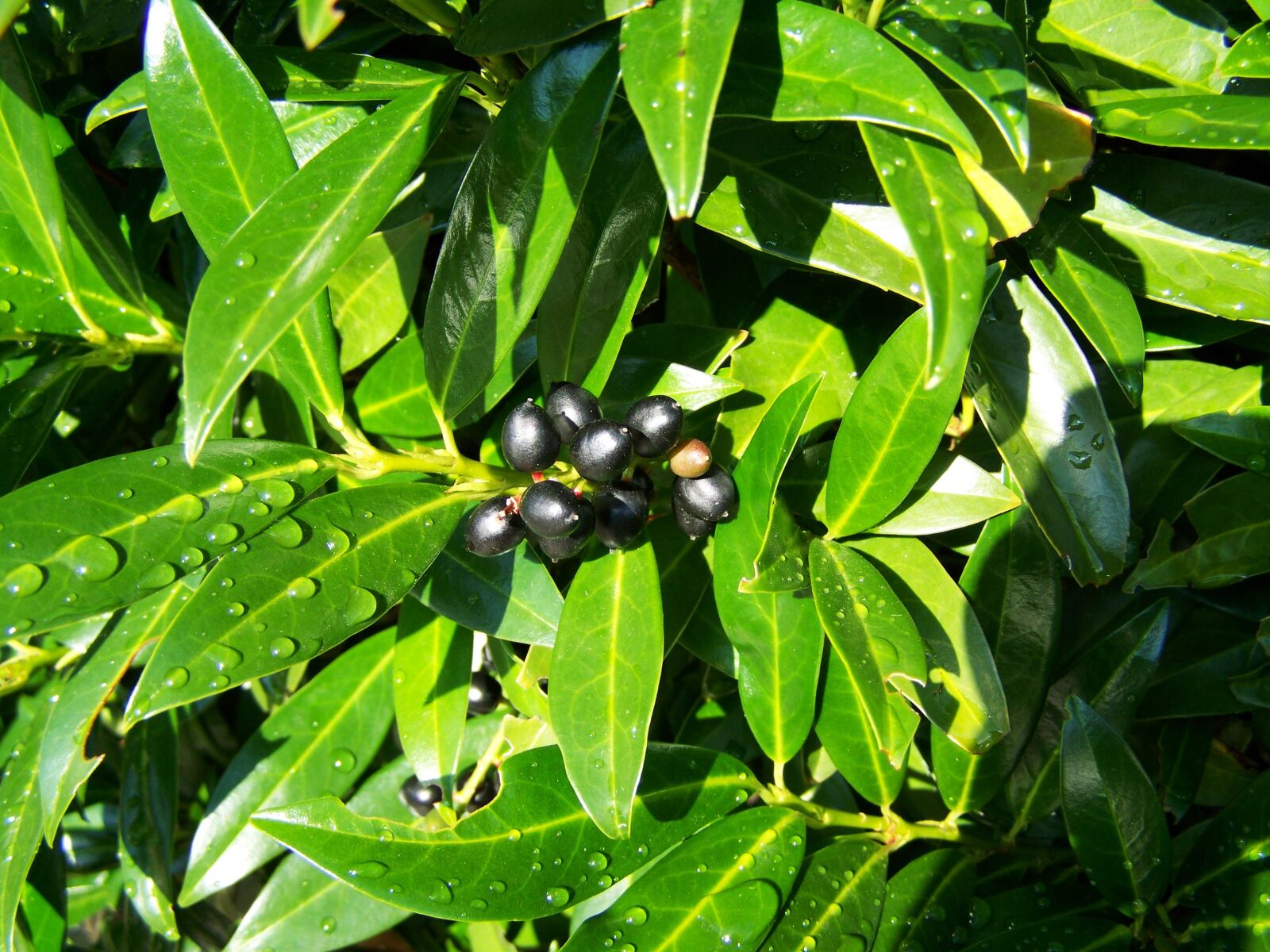 Kodak EASYSHARE ZD710 ZOOM DIGITAL CAMERA sample photo. Cherry laurel berries, black photography