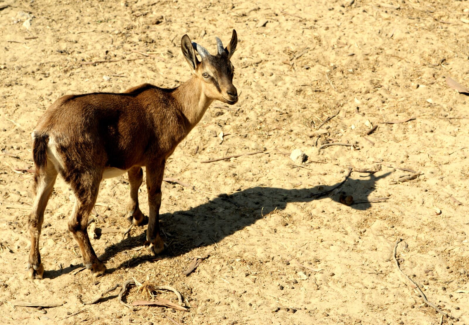 Sony Alpha DSLR-A350 sample photo. Mammals, wildlife, animals photography