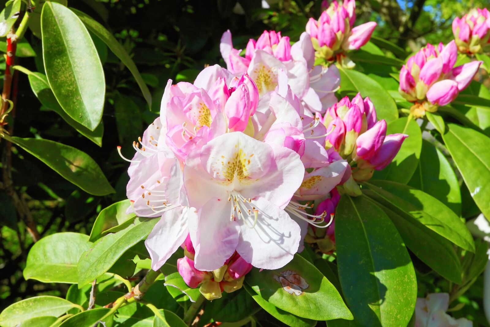 Canon EOS M5 + Canon EF-M 28mm F3.5 Macro IS STM sample photo. Rhododendrons, flowers, pink photography