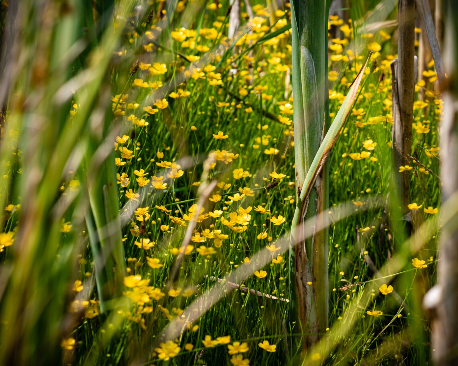 Nikon D7500 sample photo. Flowers, yellow, grass photography