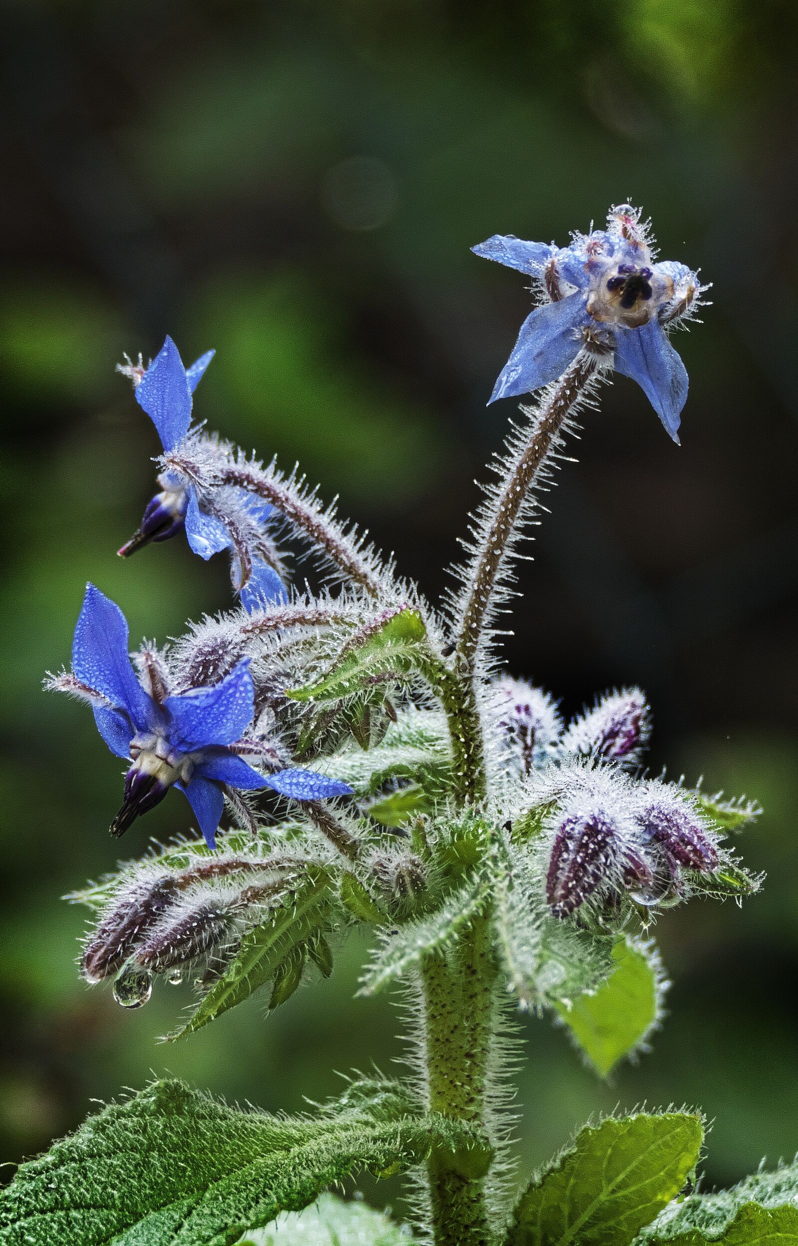 Panasonic Lumix DMC-FZ1000 sample photo. Cranesbill, geranium, blossom photography
